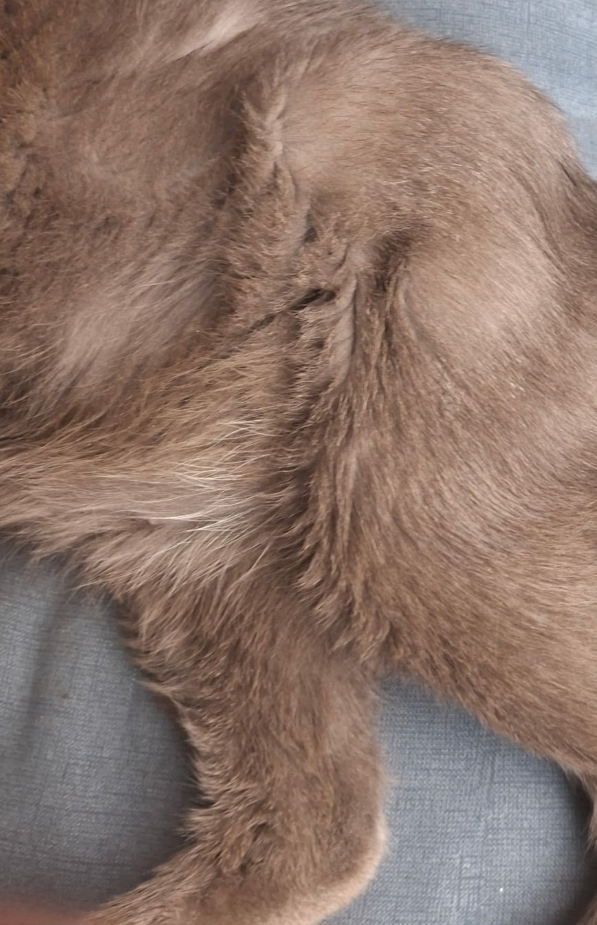 HELP WITH BOOGIE'S CANCER TREATMENT PLEASE campaign photo, 2 of 8