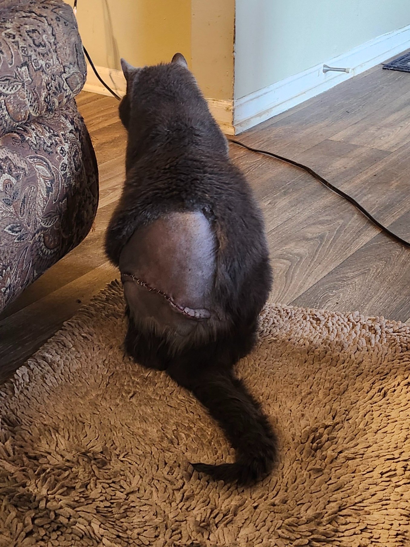 HELP WITH BOOGIE'S CANCER TREATMENT PLEASE campaign photo, 5 of 8