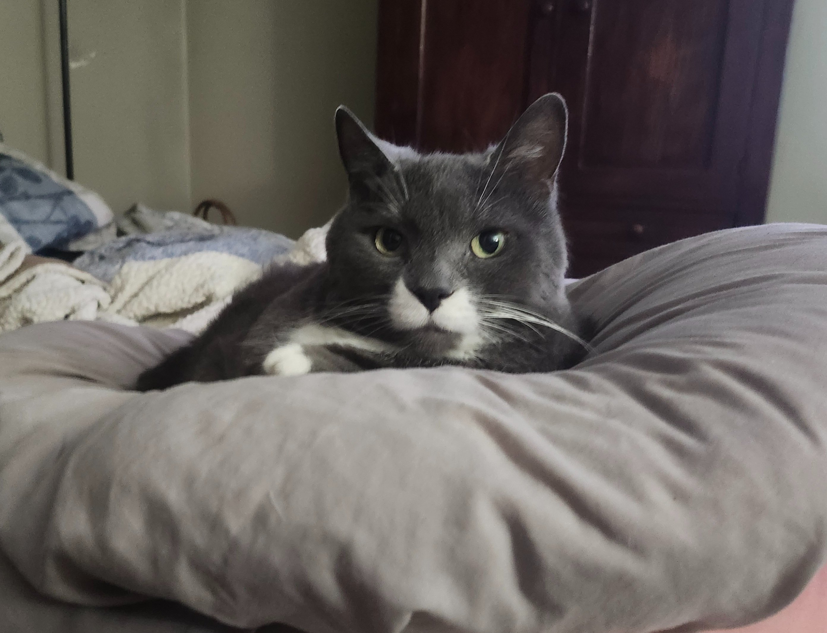 HELP WITH BOOGIE'S CANCER TREATMENT PLEASE campaign photo, 4 of 8