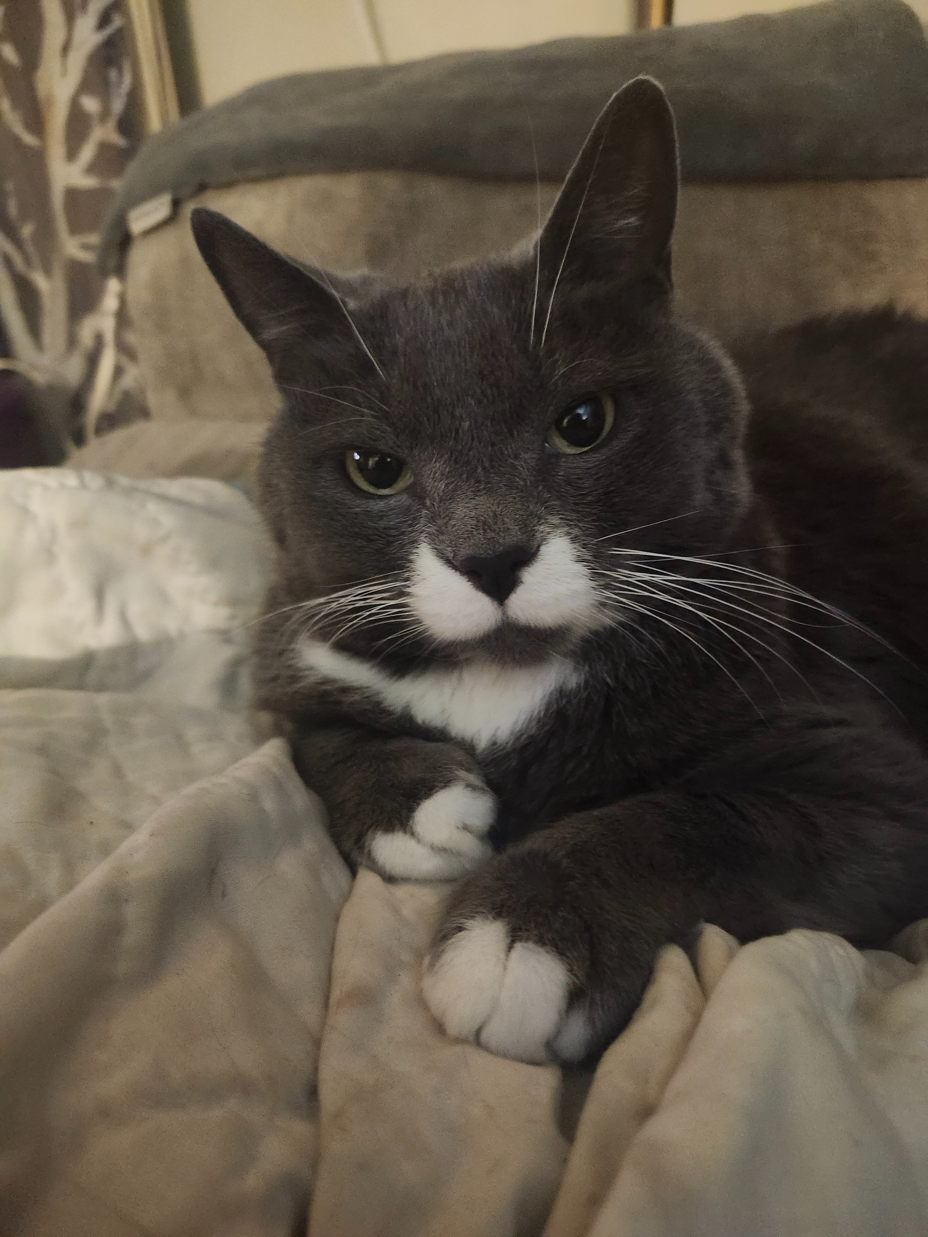 HELP WITH BOOGIE'S CANCER TREATMENT PLEASE campaign photo, 6 of 8