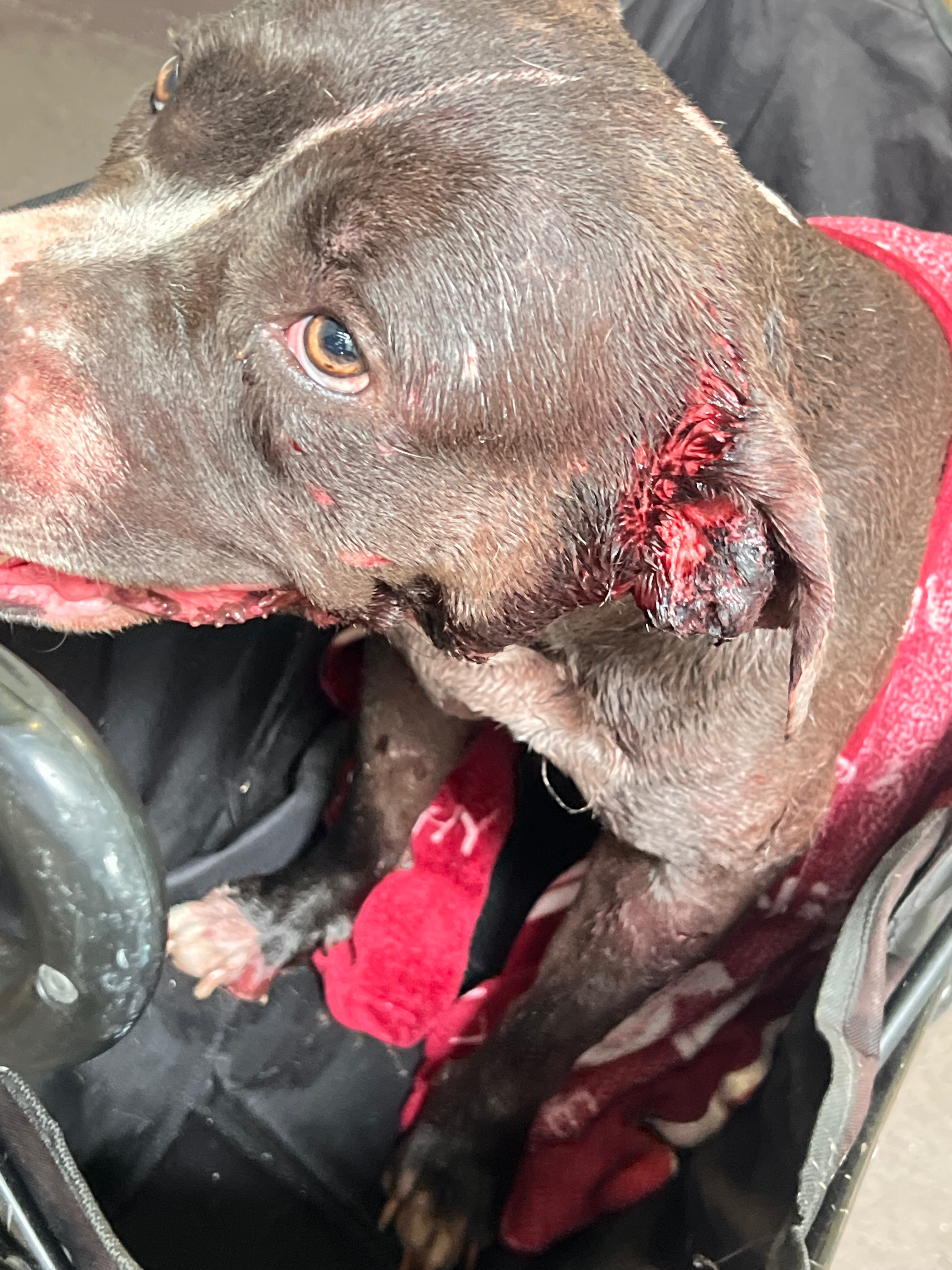 EMERGENCY: Please Help Save Iubire! campaign photo, 2 of 8