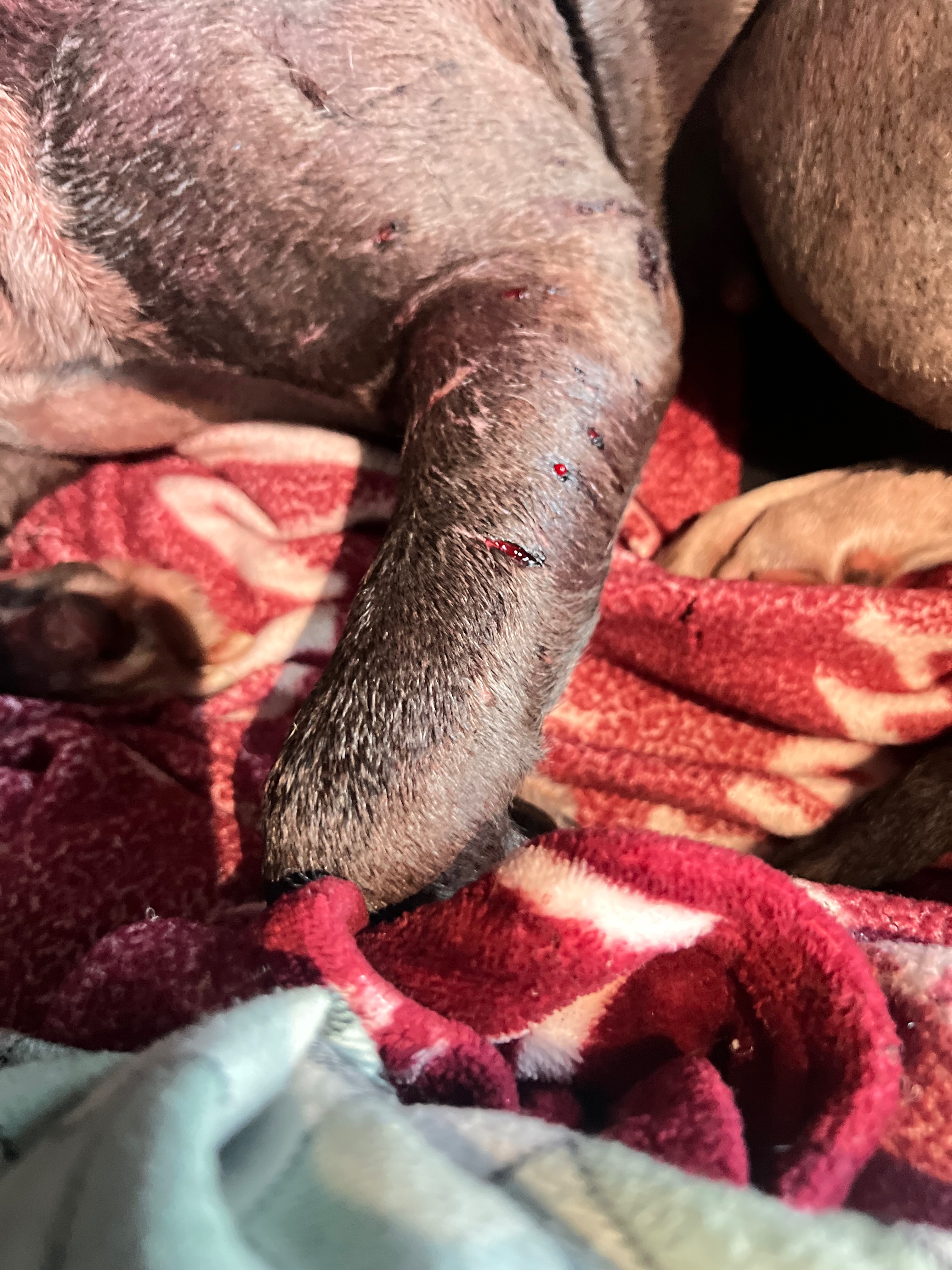 EMERGENCY: Please Help Save Iubire! campaign photo, 4 of 8