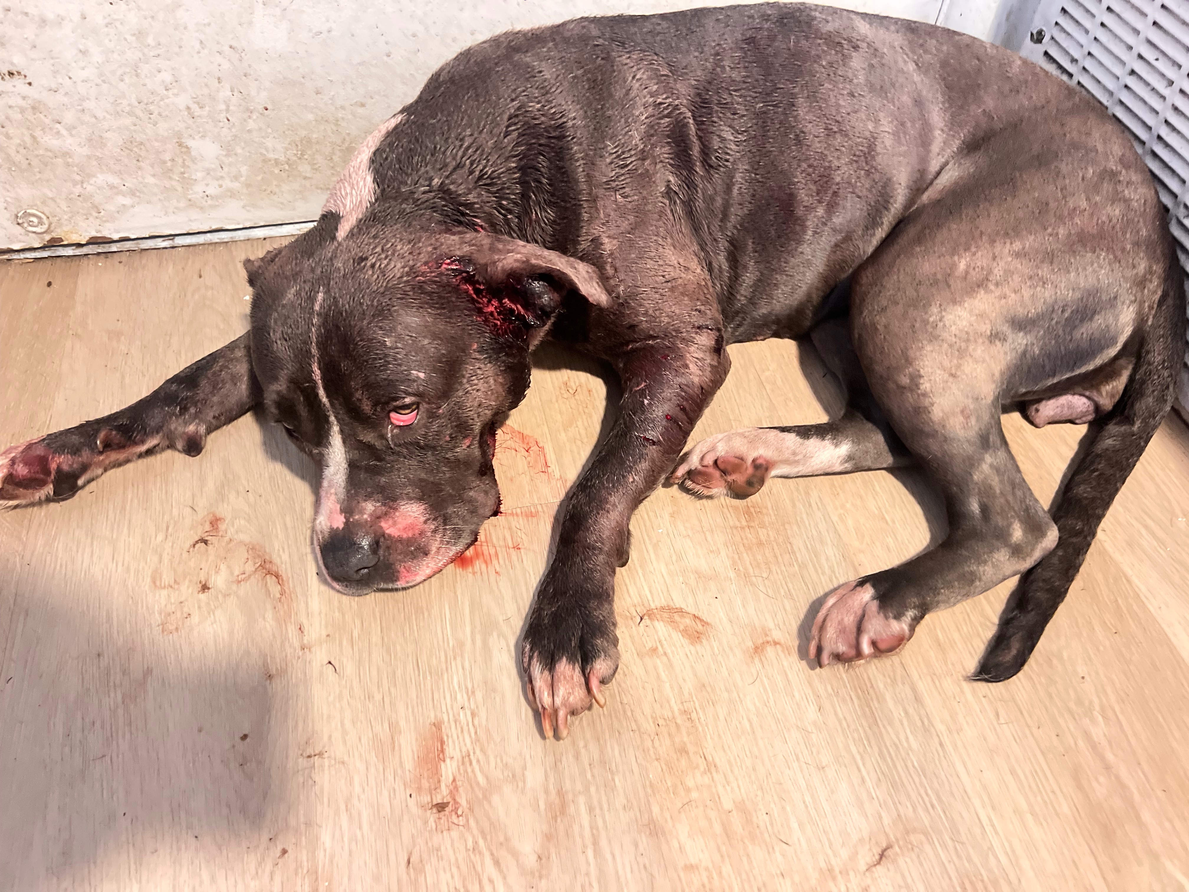 EMERGENCY: Please Help Save Iubire! campaign photo, 5 of 8