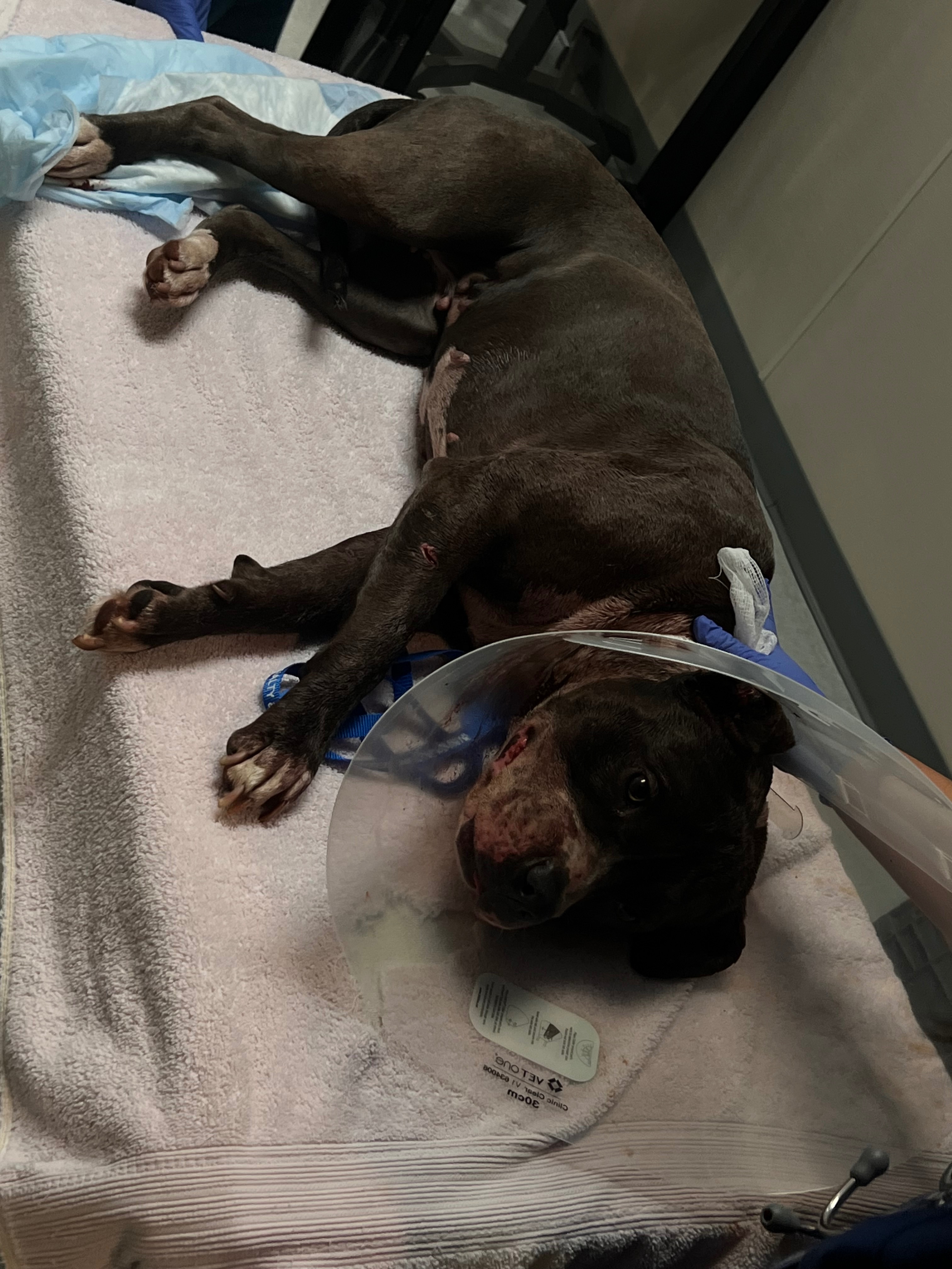 EMERGENCY: Please Help Save Iubire! campaign photo, 6 of 8