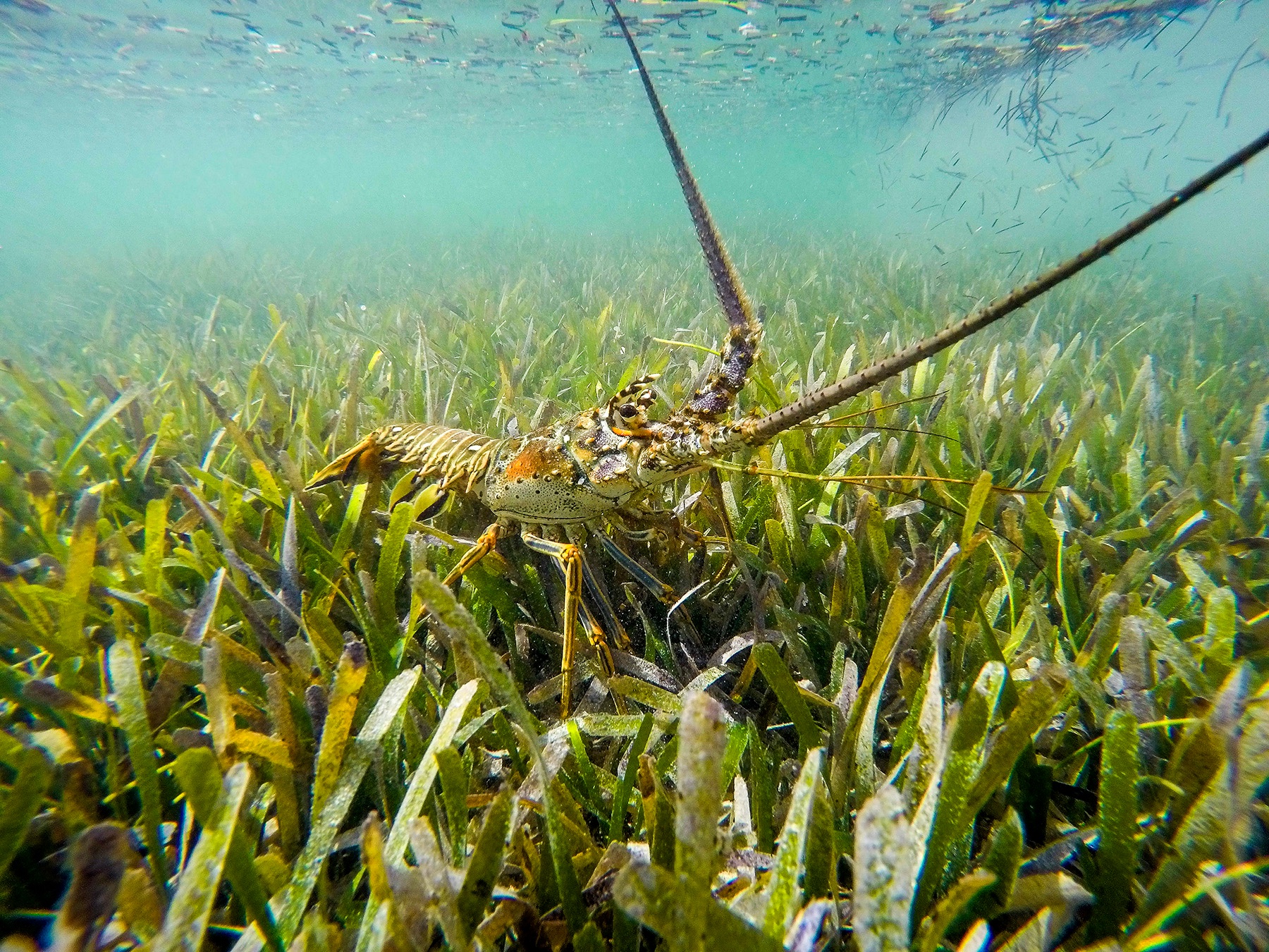 Help Us Preserve Gillam Bay on Green Turtle Cay campaign photo, 5 of 8