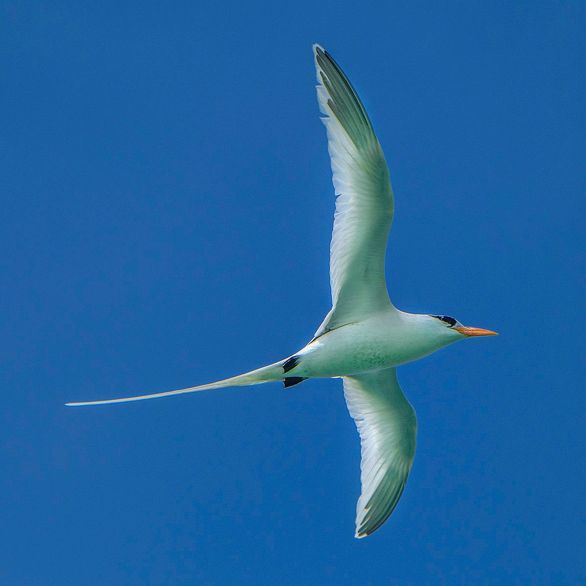 Help Us Preserve Gillam Bay on Green Turtle Cay campaign photo, 6 of 8