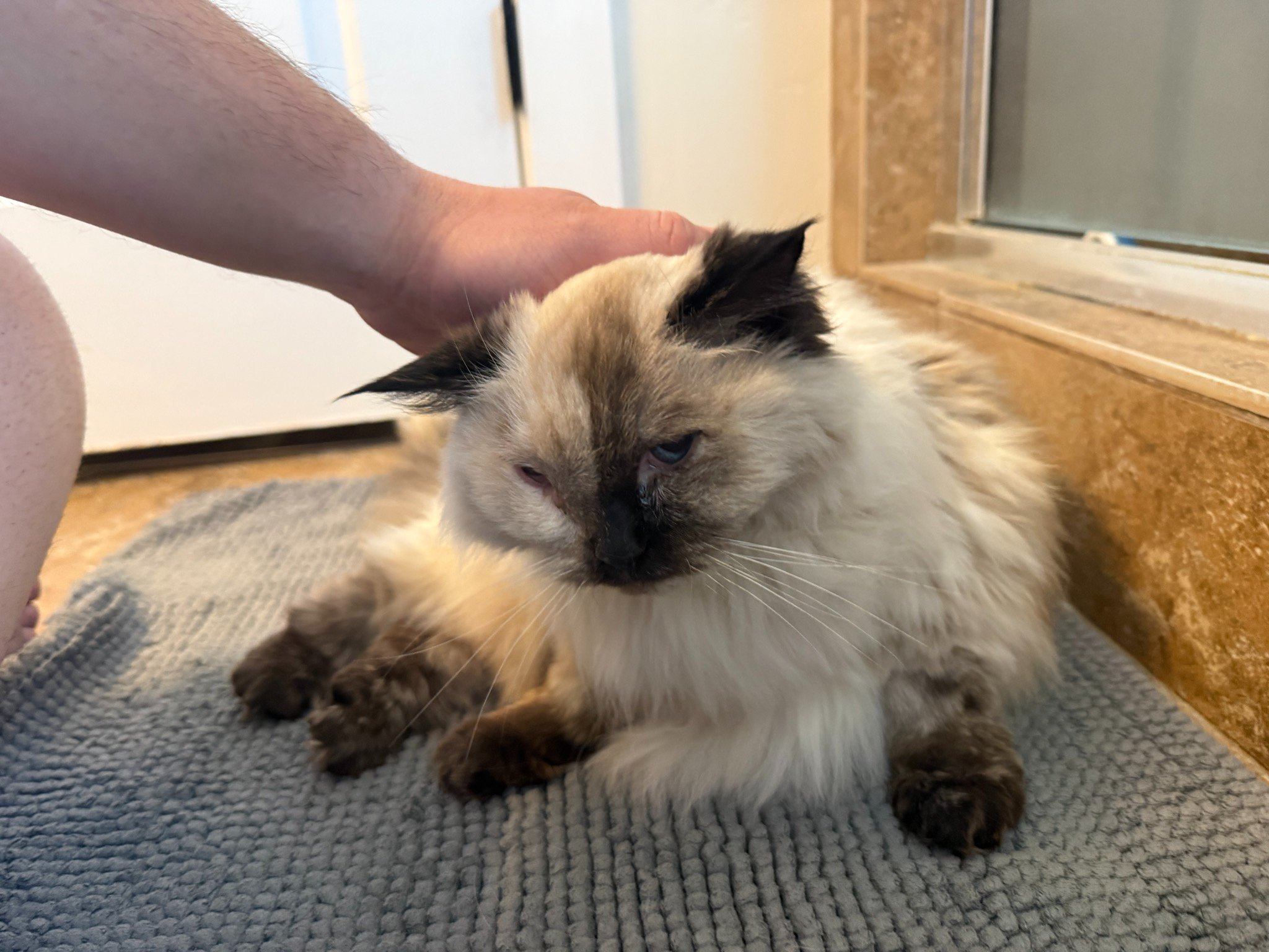 Tumor Treatment or Palliative Care For My Cat, Asia campaign photo, 7 of 8