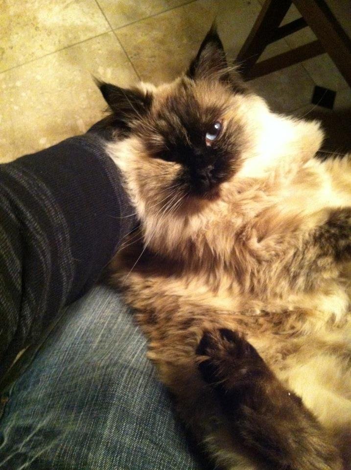 Tumor Treatment or Palliative Care For My Cat, Asia campaign photo, 2 of 8