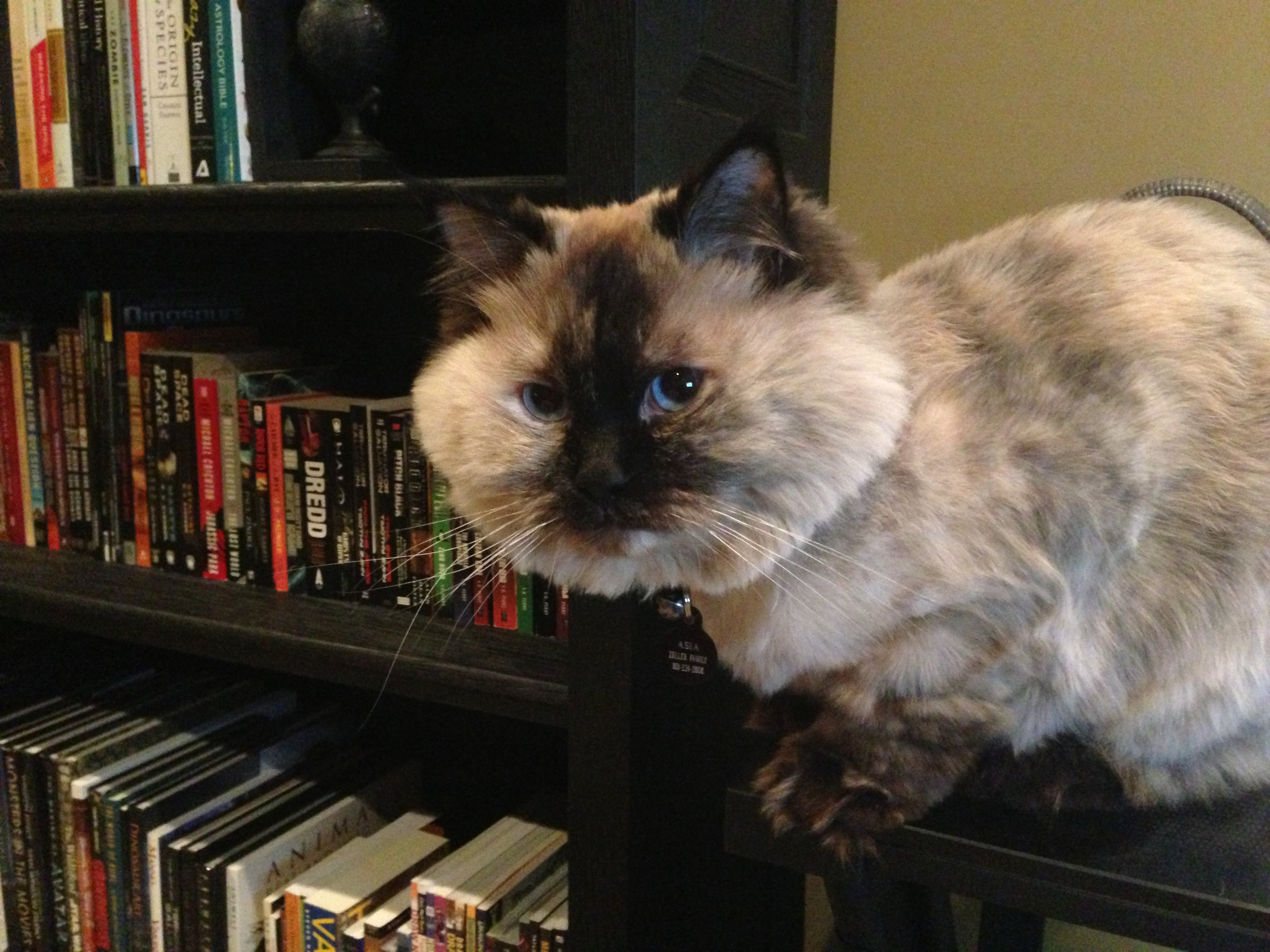 Tumor Treatment or Palliative Care For My Cat, Asia campaign photo, 4 of 8