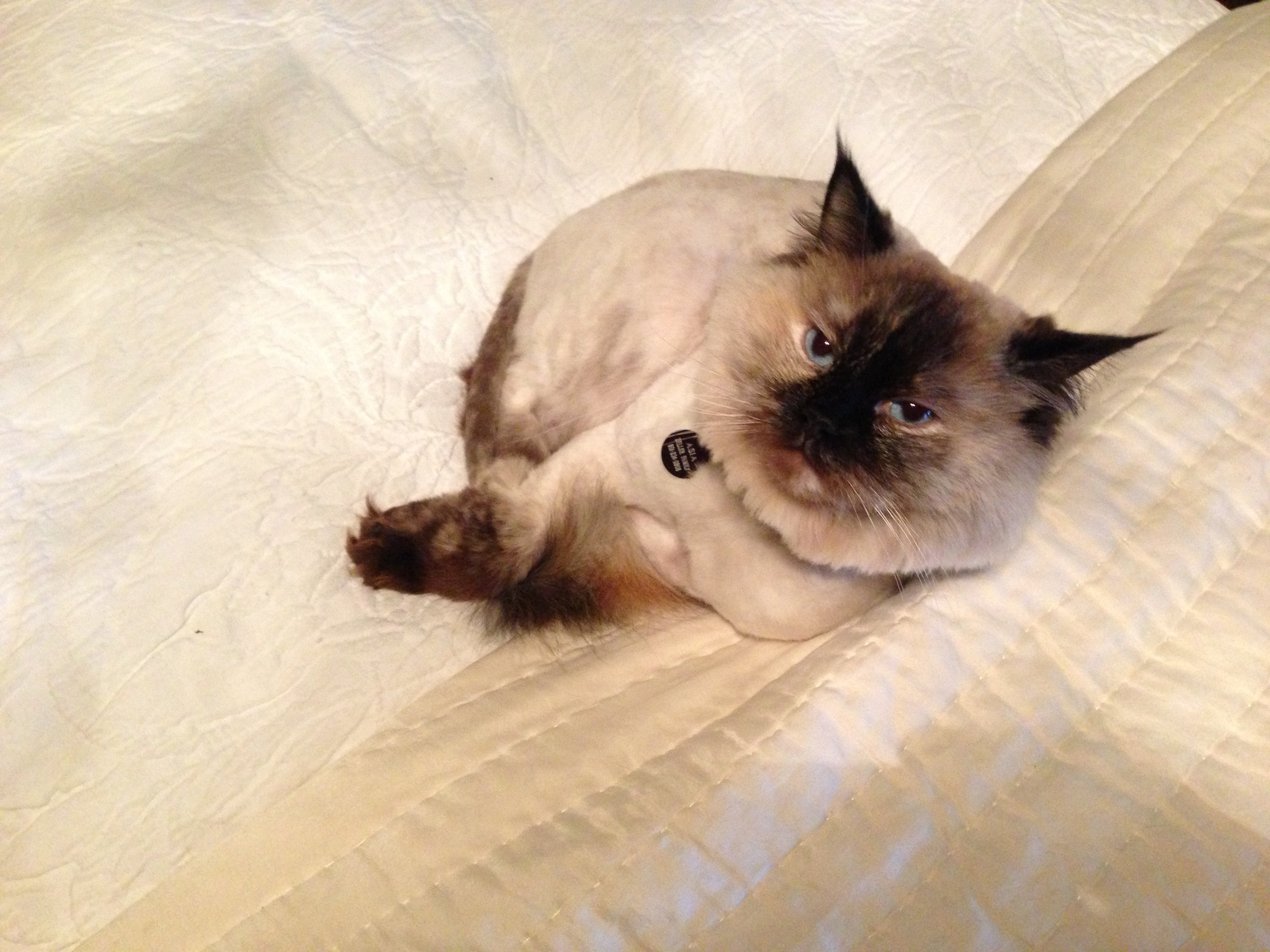 Tumor Treatment or Palliative Care For My Cat, Asia campaign photo, 5 of 8