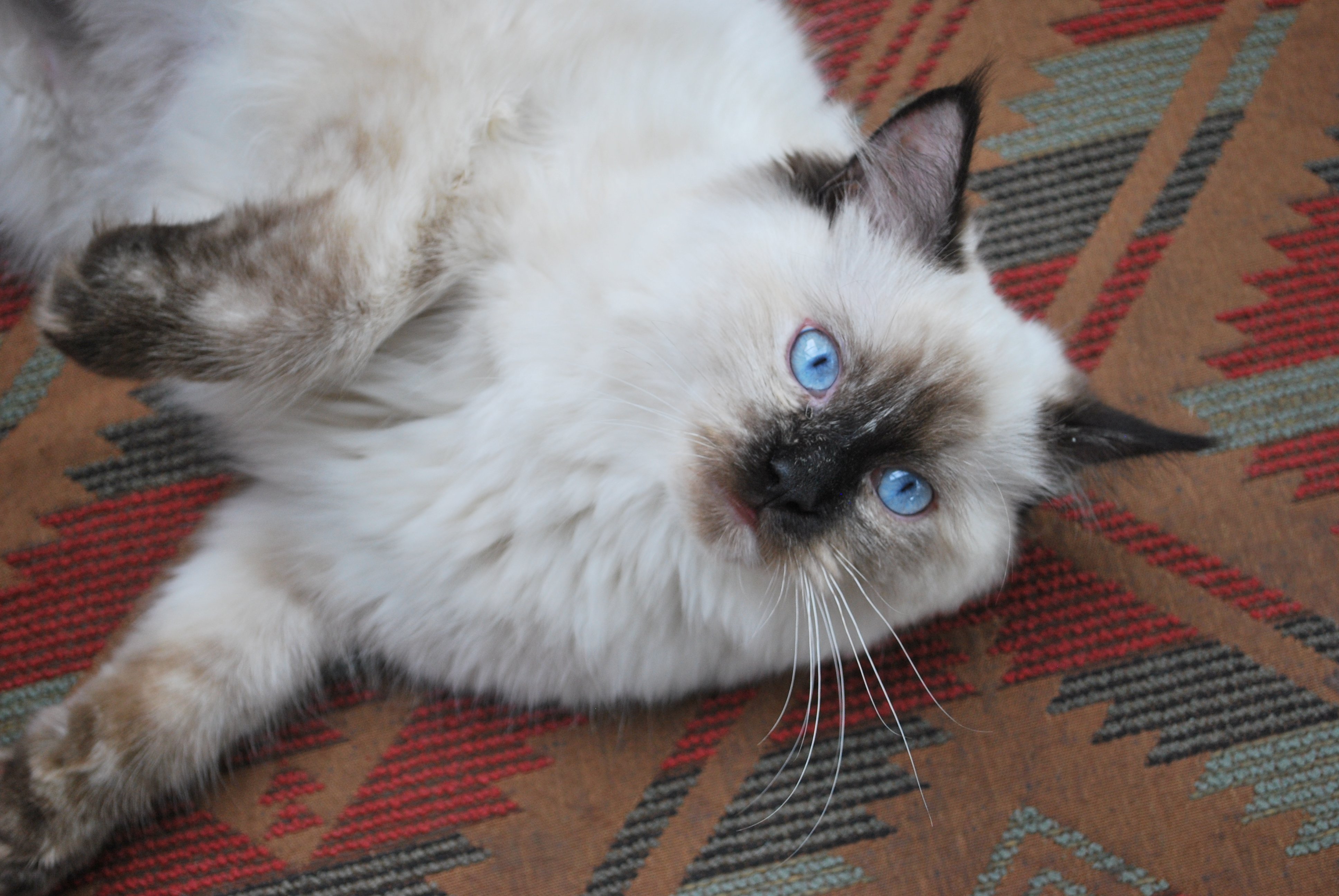 Tumor Treatment or Palliative Care For My Cat, Asia campaign photo, 6 of 8