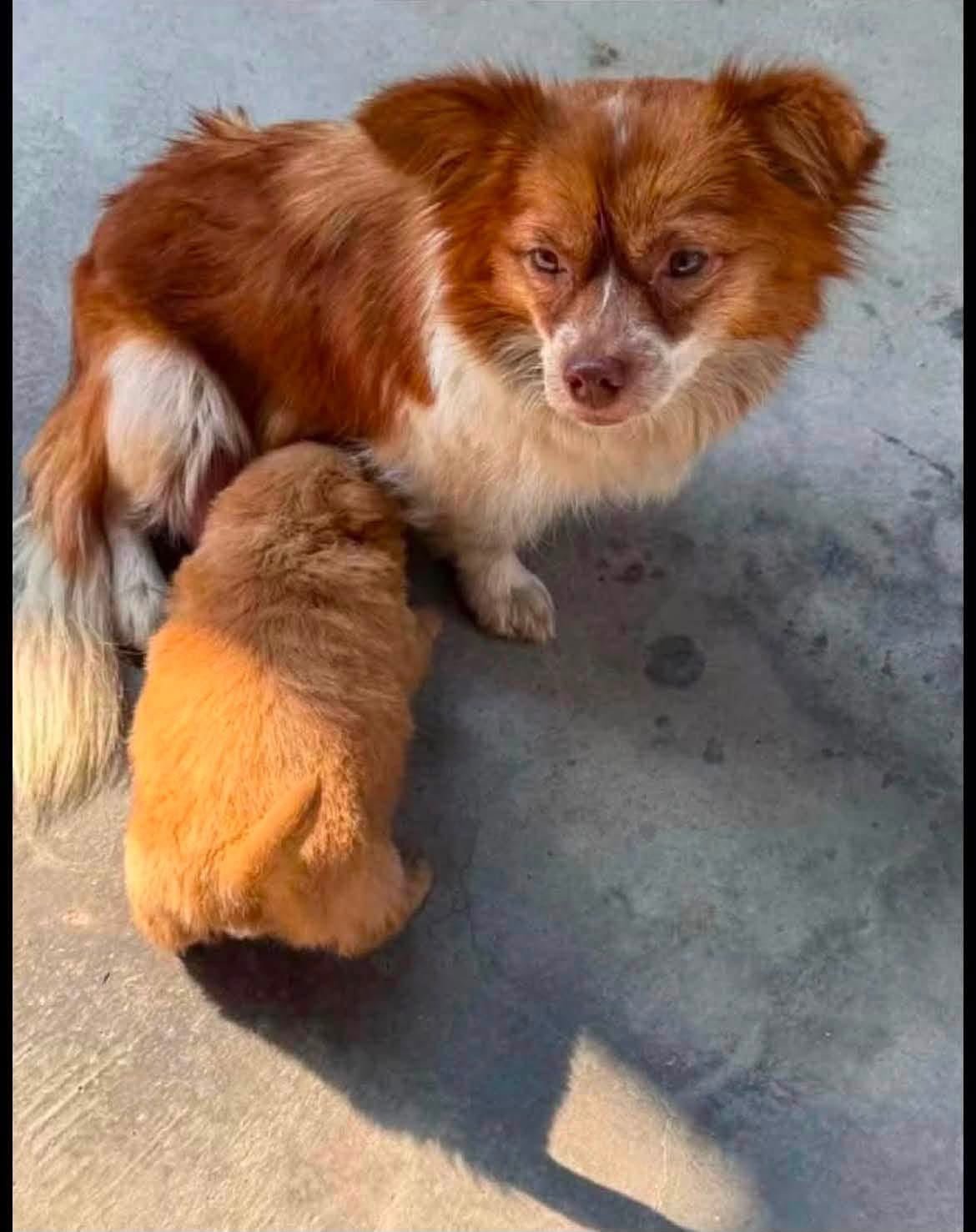Build Wang Wang's Memorial Statue and Garden campaign photo, 2 of 6