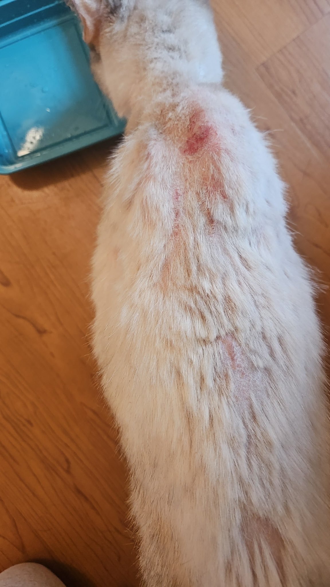 Help Brewster Stray Cat Get Full Vet Care campaign photo, 2 of 8