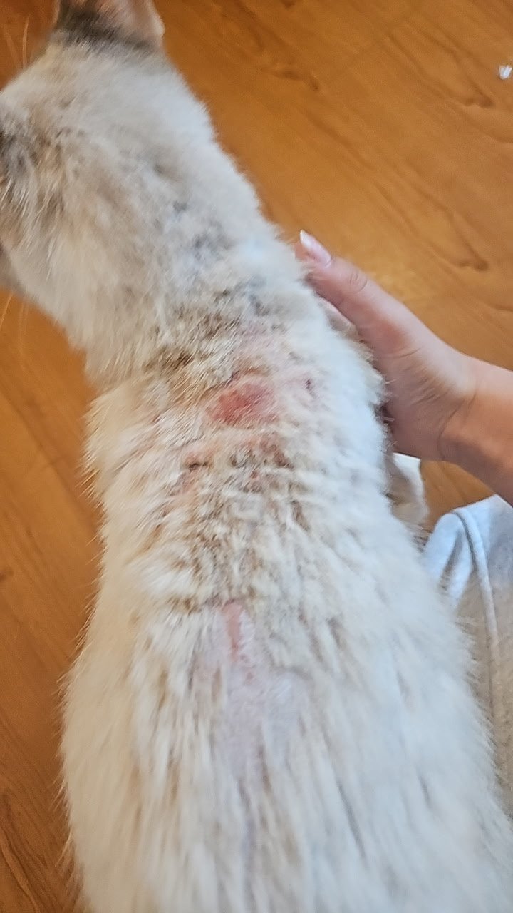 Help Brewster Stray Cat Get Full Vet Care campaign photo, 7 of 8