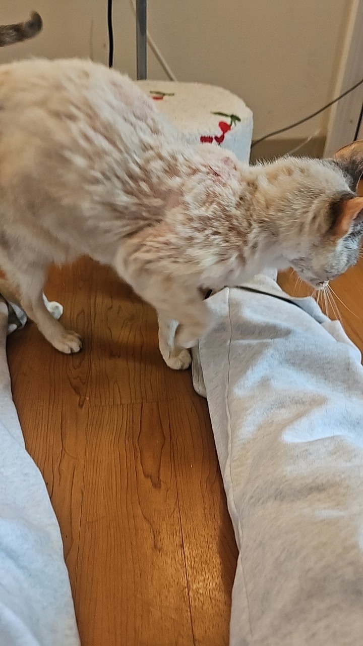 Help Brewster Stray Cat Get Full Vet Care campaign photo, 4 of 8