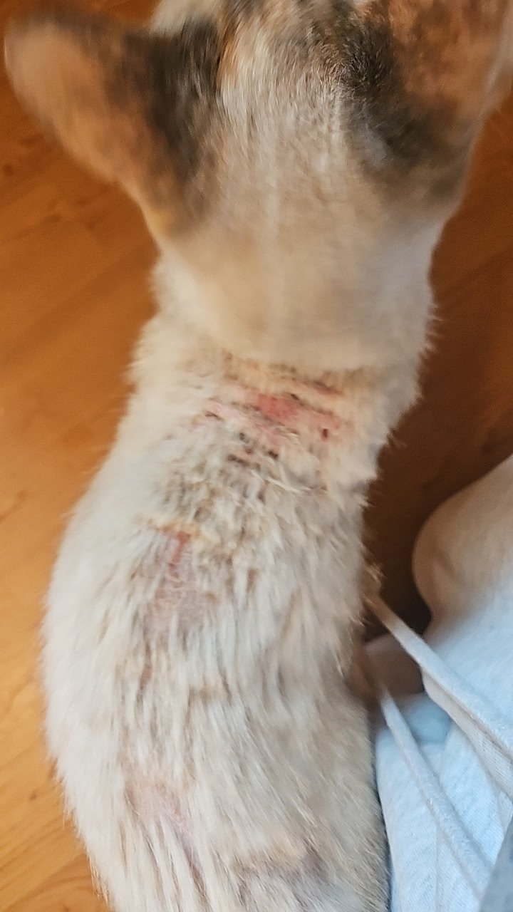 Help Brewster Stray Cat Get Full Vet Care campaign photo, 5 of 8