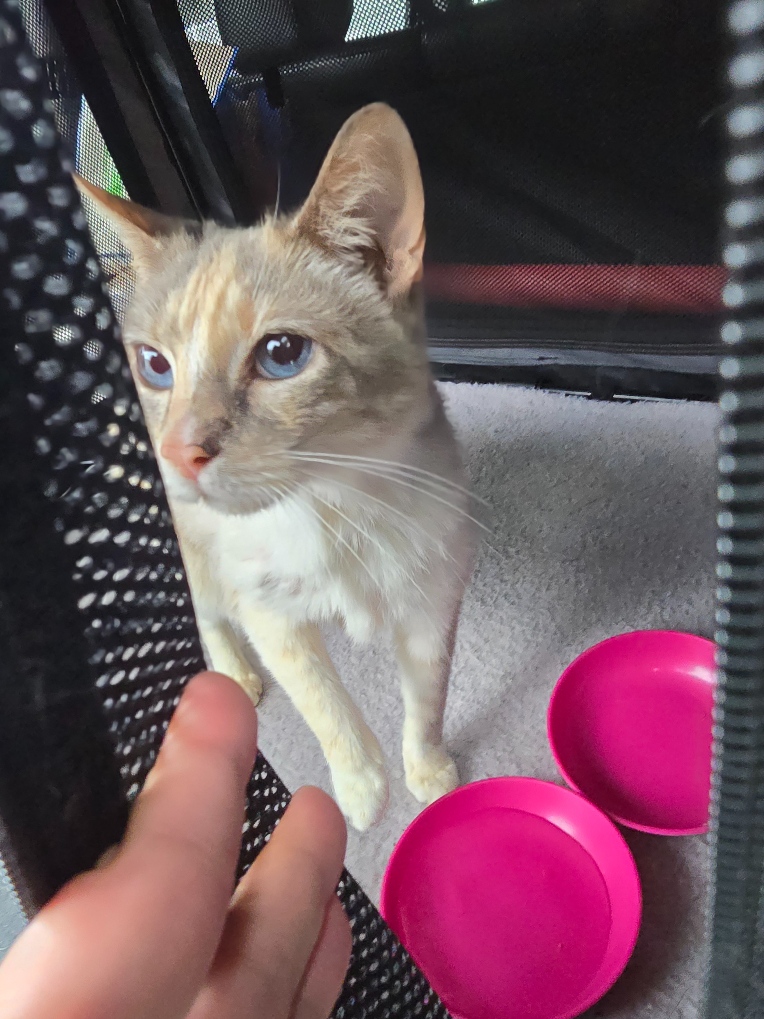 Help Brewster Stray Cat Get Full Vet Care campaign photo, 6 of 8