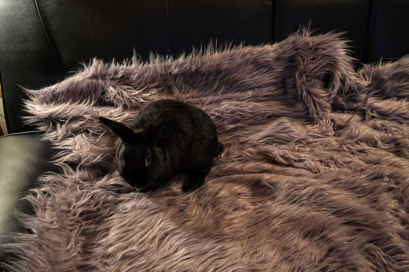 Help Our Bunny Get Life-Saving Surgery campaign photo, 2 of 7