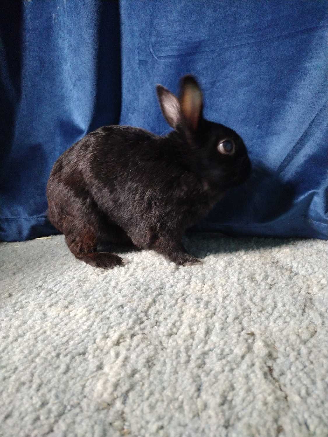 Help Our Bunny Get Life-Saving Surgery campaign photo, 6 of 7