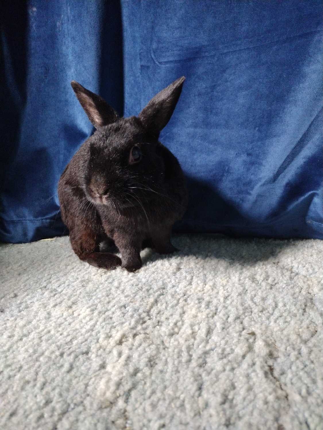 Help Our Bunny Get Life-Saving Surgery campaign photo, 5 of 7