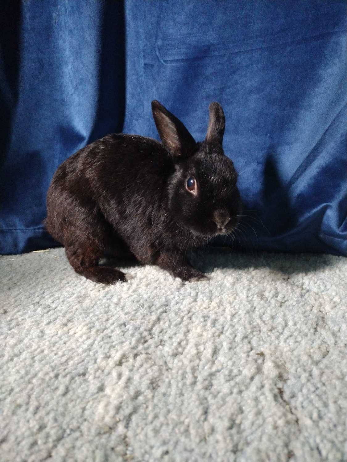 Help Our Bunny Get Life-Saving Surgery campaign photo, 4 of 7