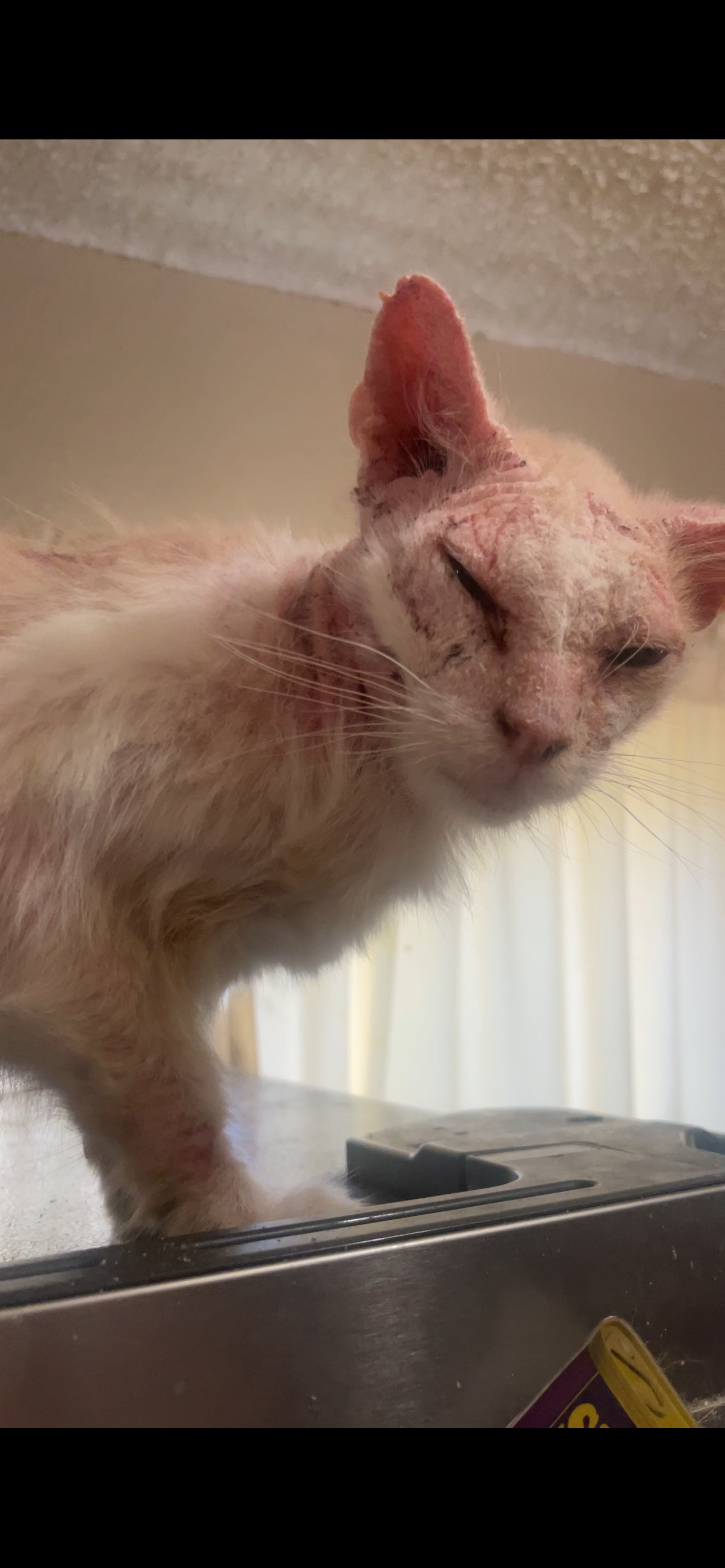 Aid for Butters' Vet Bills and Treatment campaign photo, 9 of 10