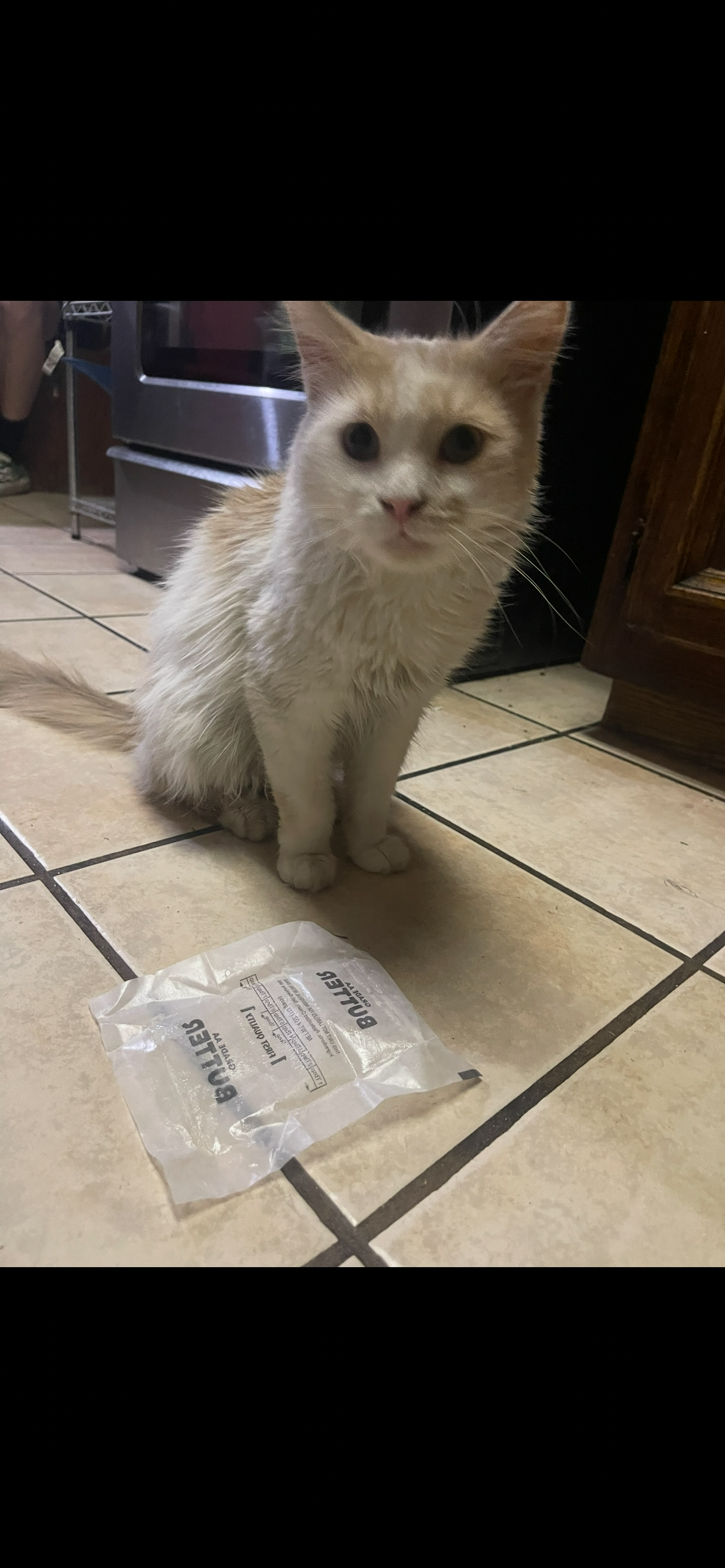 Aid for Butters' Vet Bills and Treatment campaign photo, 2 of 10