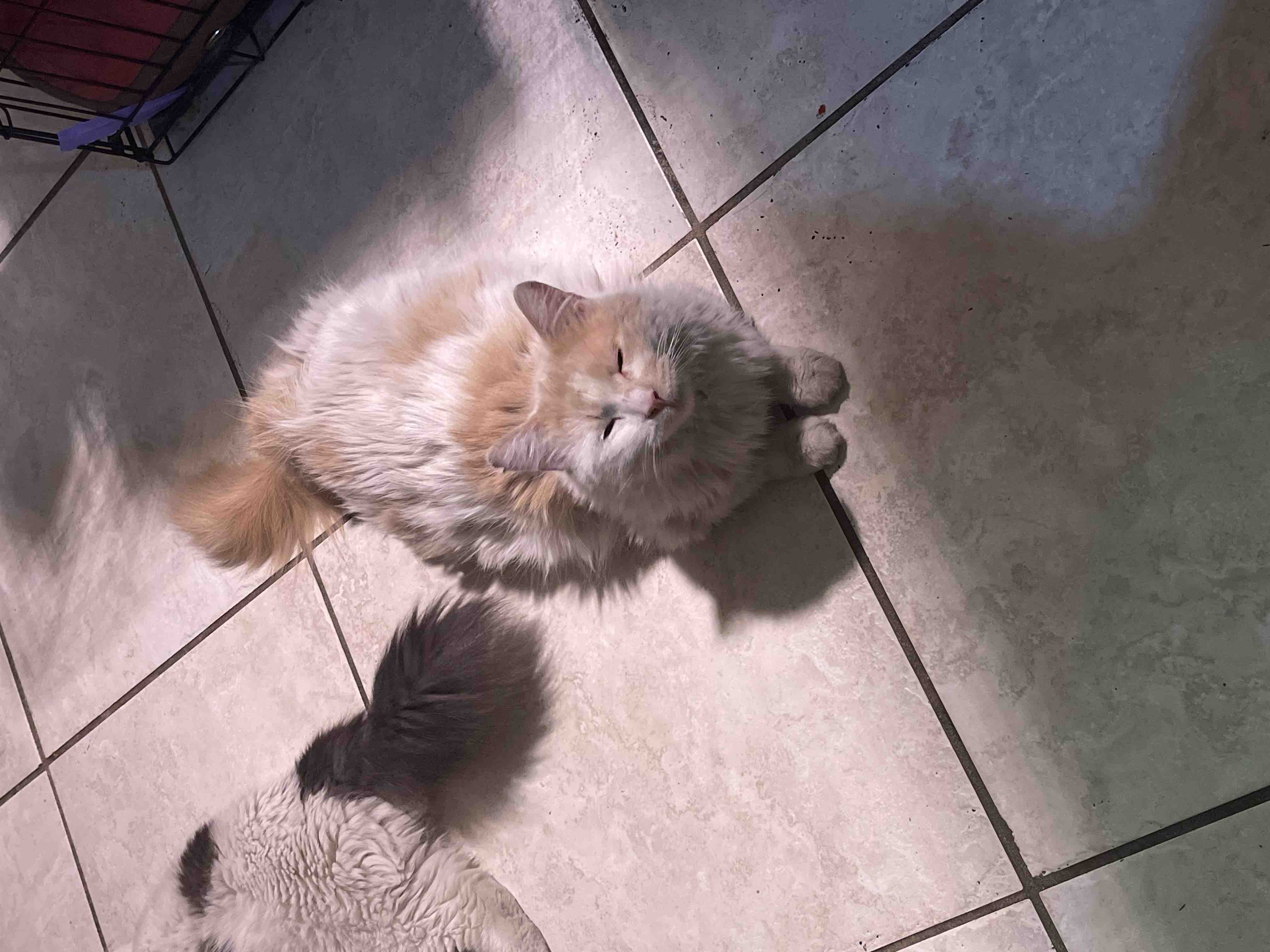 Aid for Butters' Vet Bills and Treatment campaign photo, 4 of 10
