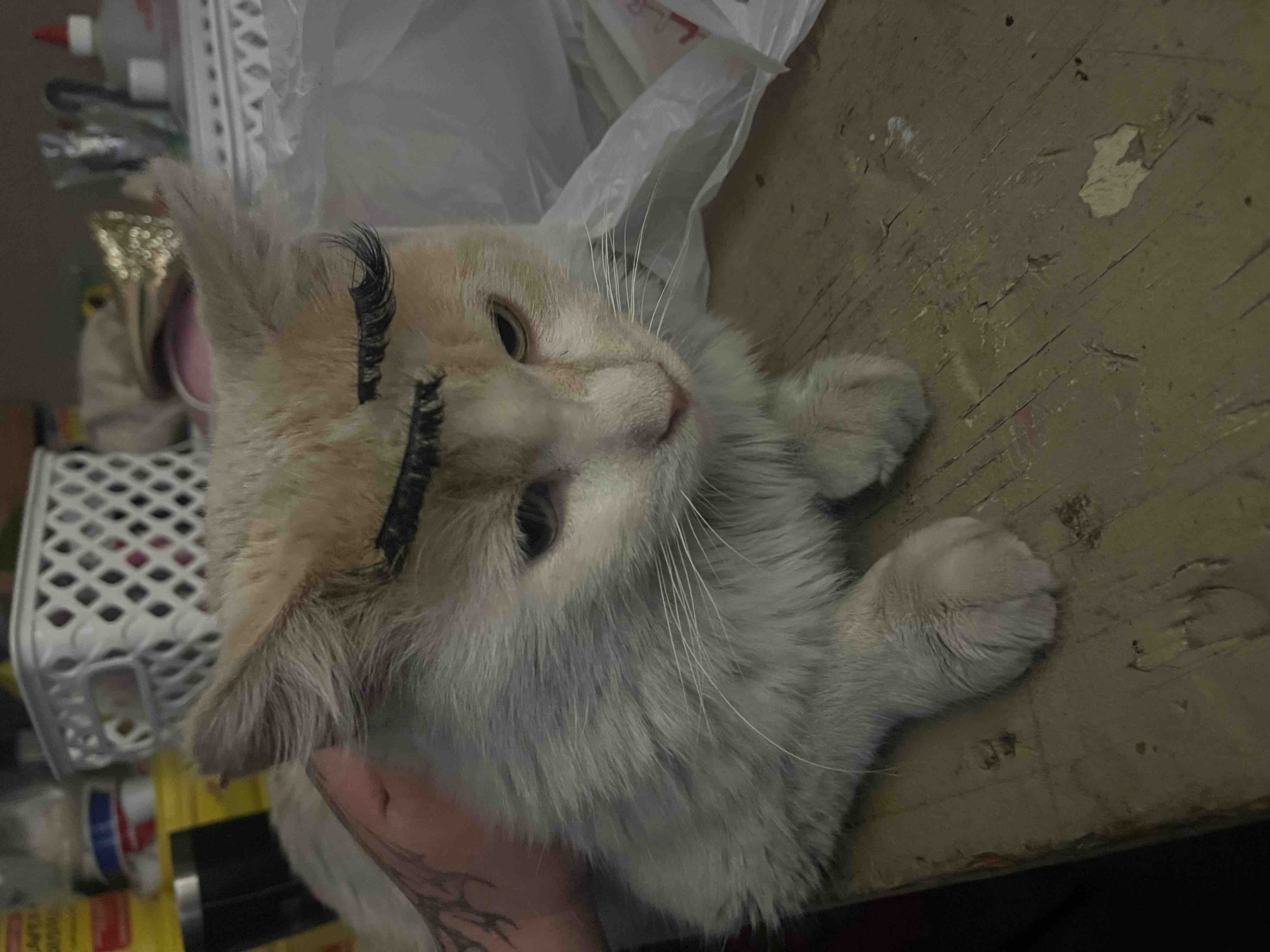Aid for Butters' Vet Bills and Treatment campaign photo, 6 of 10