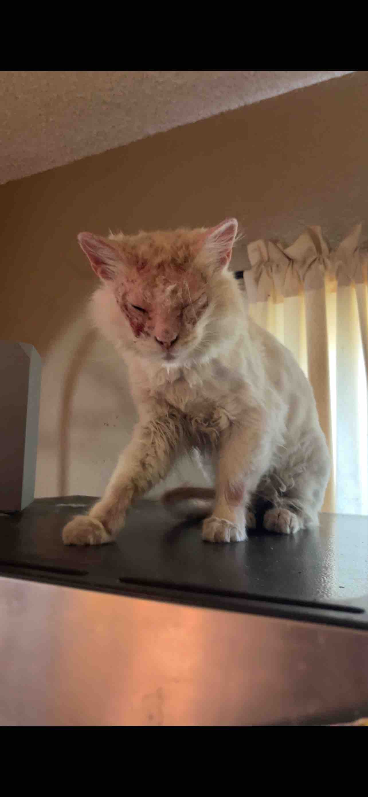 Aid for Butters' Vet Bills and Treatment campaign photo, 7 of 10