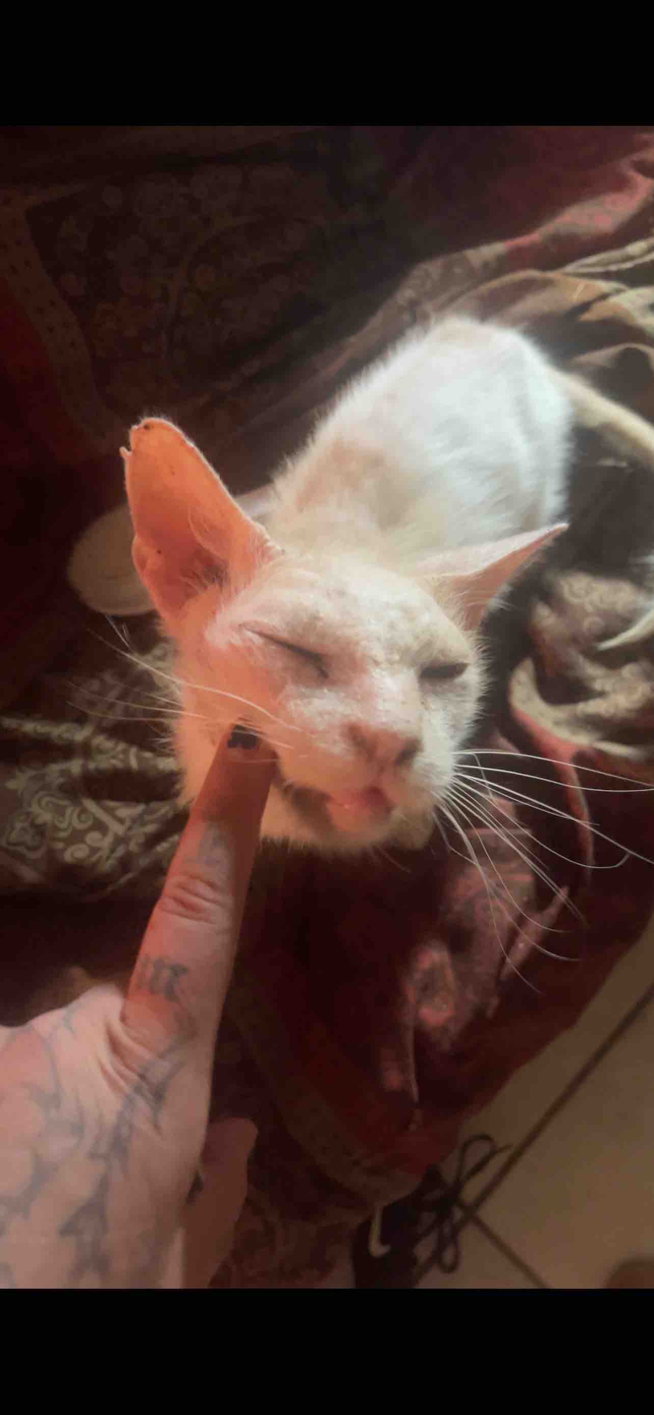 Aid for Butters' Vet Bills and Treatment campaign photo, 8 of 10