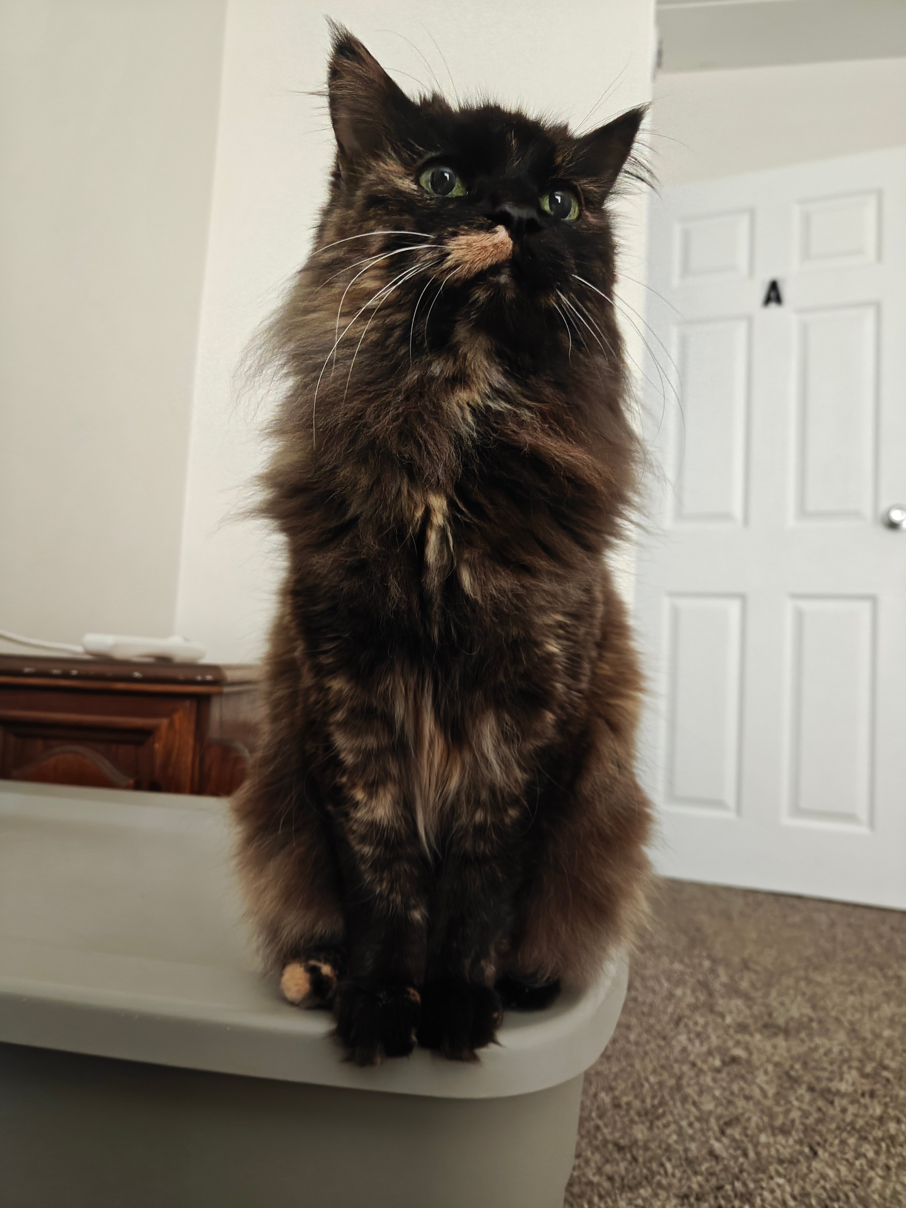 Help Disabled Individual Pay for ESA Veterinary Costs campaign photo, 2 of 7