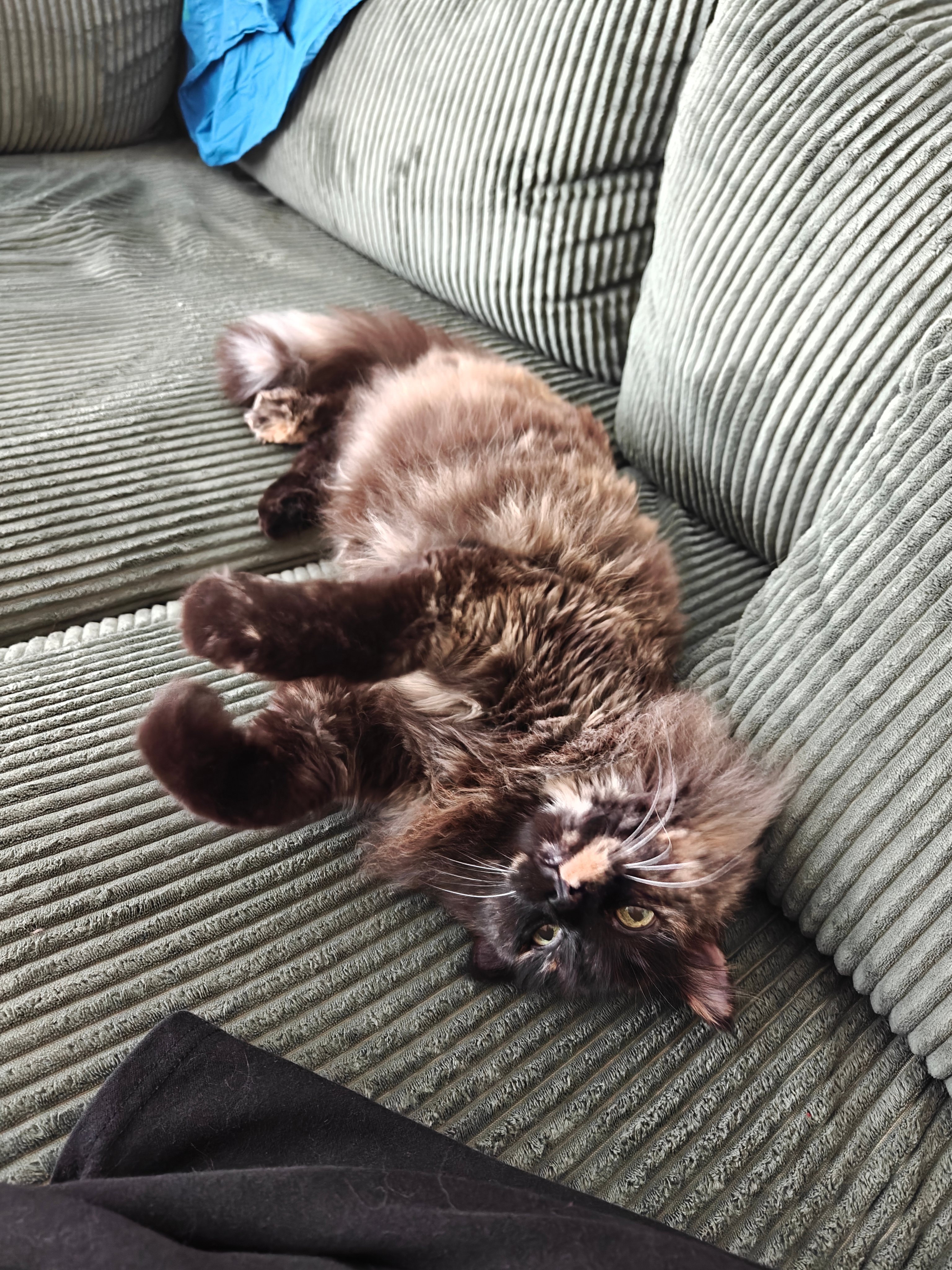 Help Disabled Individual Pay for ESA Veterinary Costs campaign photo, 4 of 7