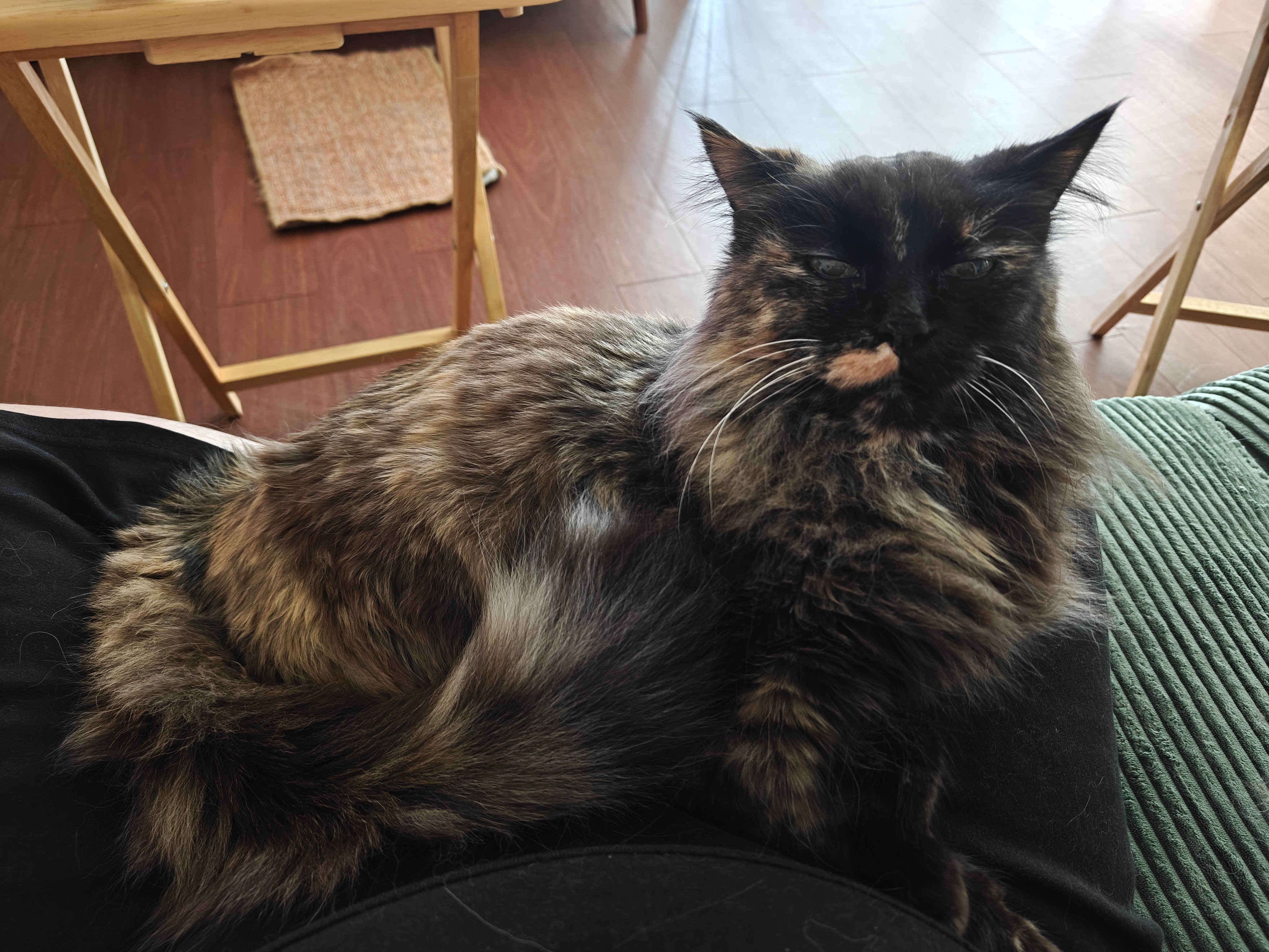 Help Disabled Individual Pay for ESA Veterinary Costs campaign photo, 5 of 7