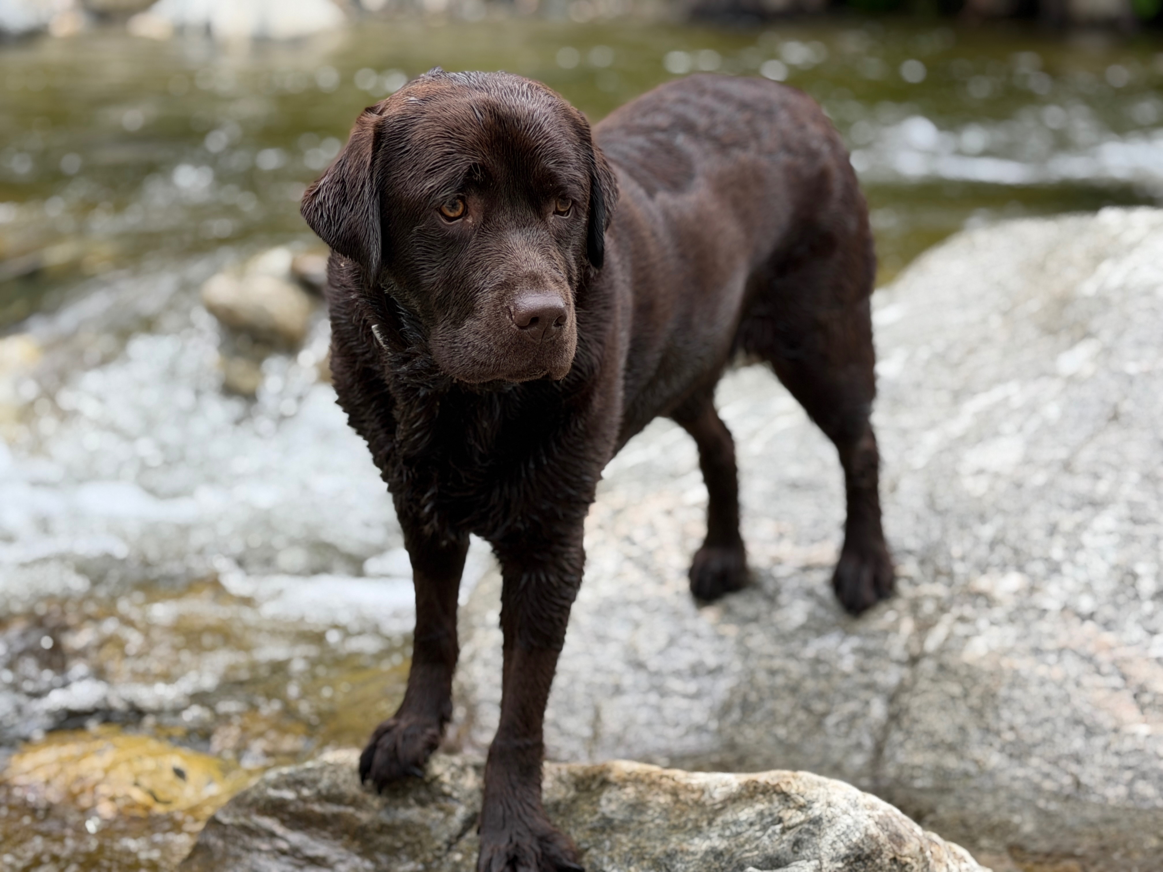 Help Juniper Get Back on All Four Paws campaign photo, 5 of 6