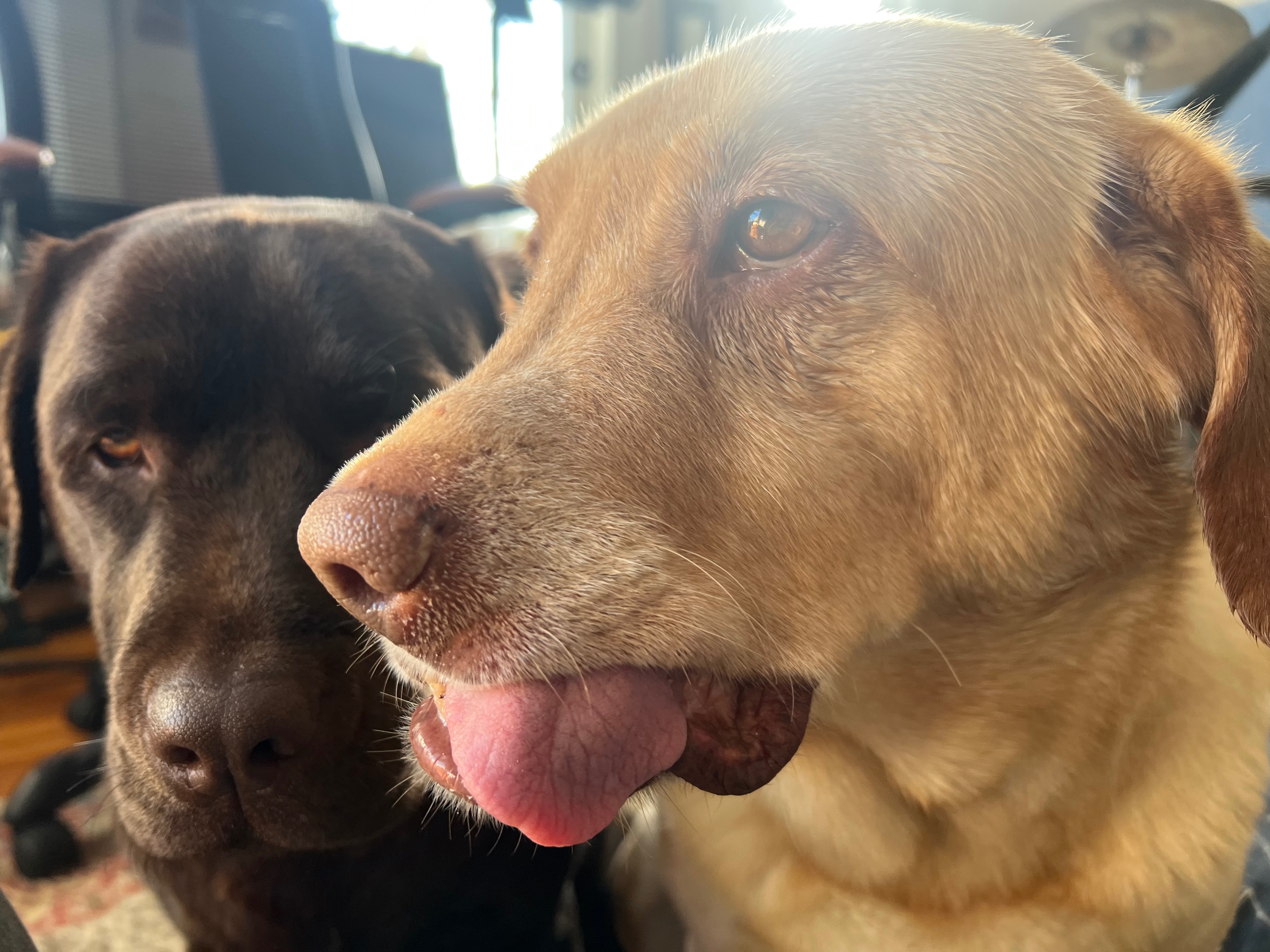 Help Juniper Get Back on All Four Paws campaign photo, 2 of 6