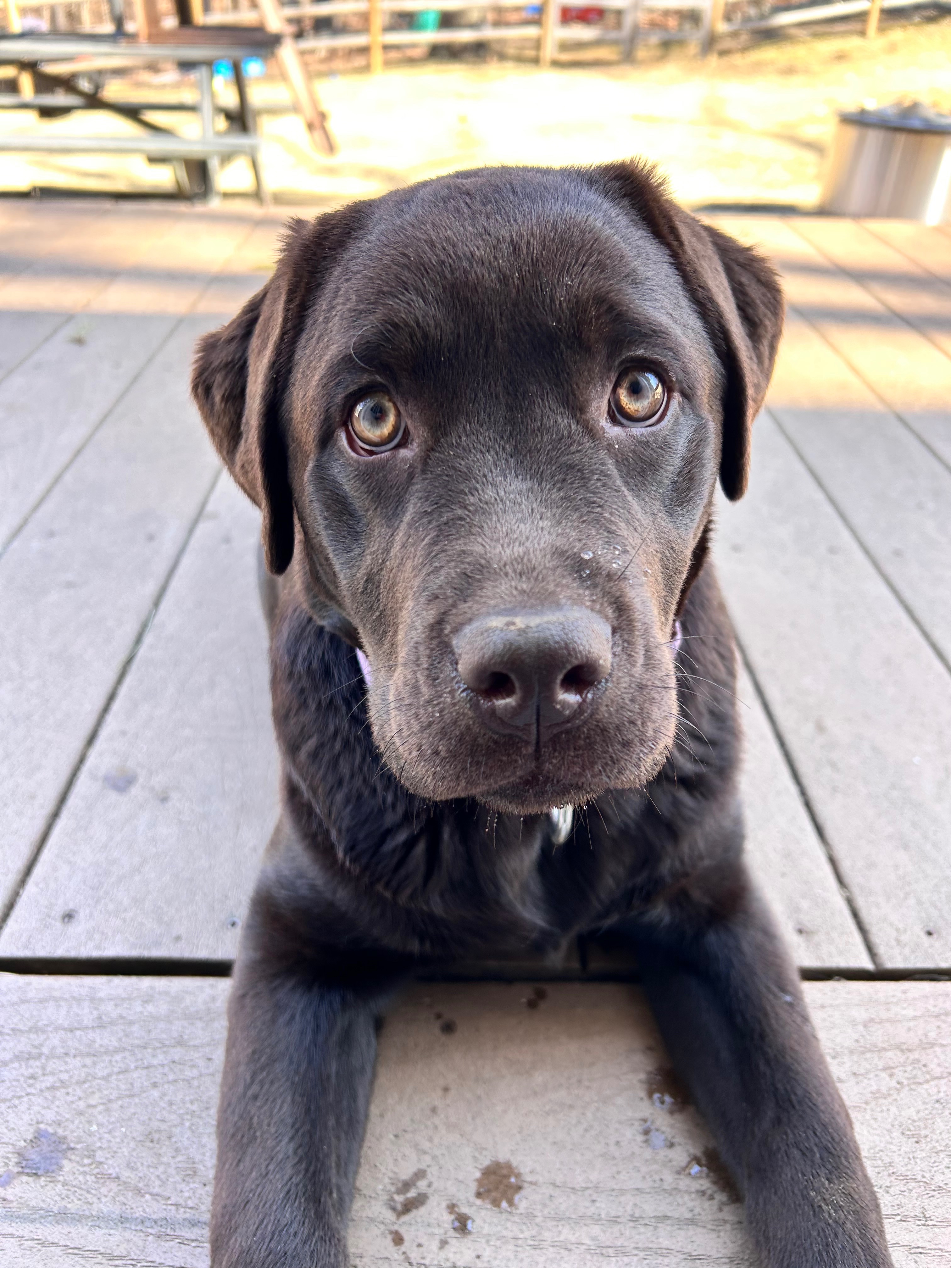 Help Juniper Get Back on All Four Paws campaign photo, 4 of 6