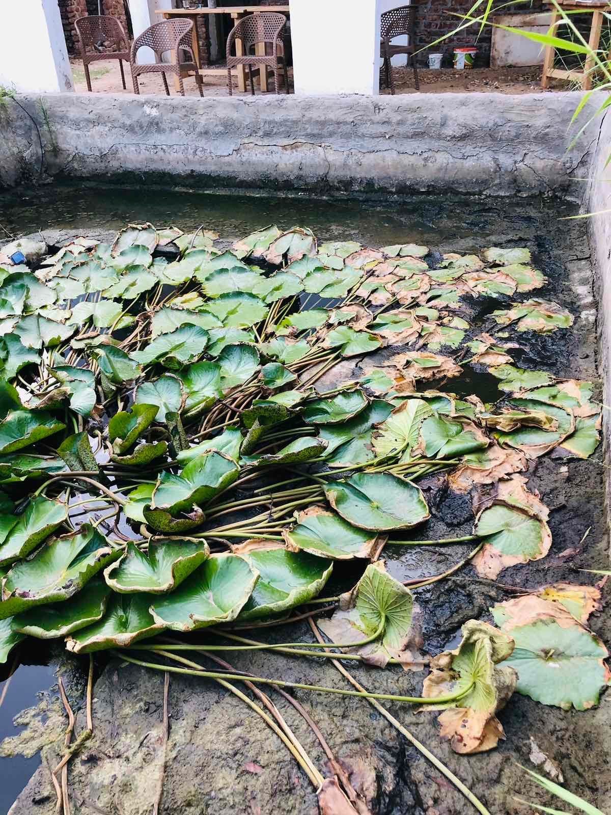 Save the Sacred Blue Lotus Pond of Luxor campaign photo, 2 of 8