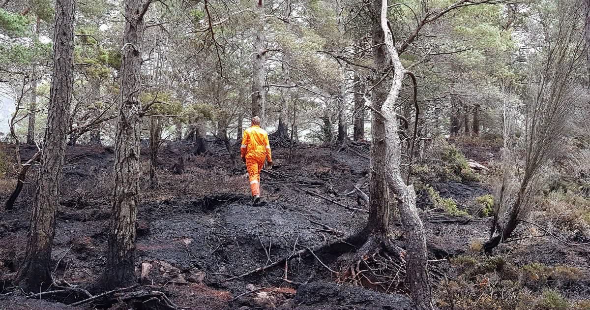 Together for the Cairngorms: Wildfire Recovery Fund campaign photo, 5 of 8