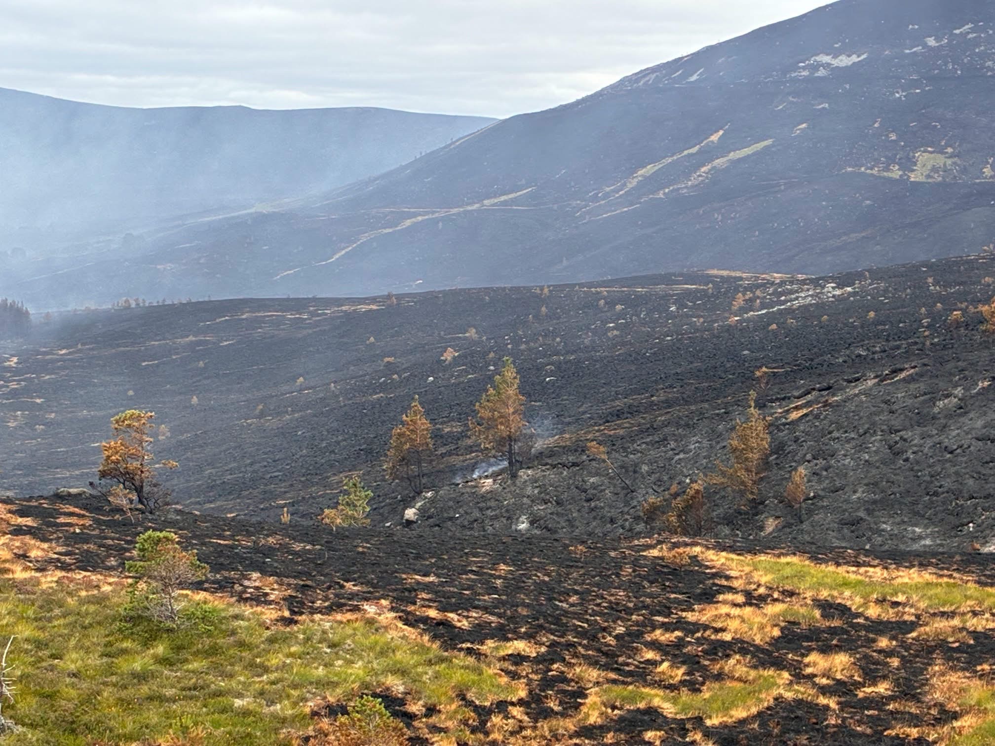 Together for the Cairngorms: Wildfire Recovery Fund campaign photo, 6 of 8