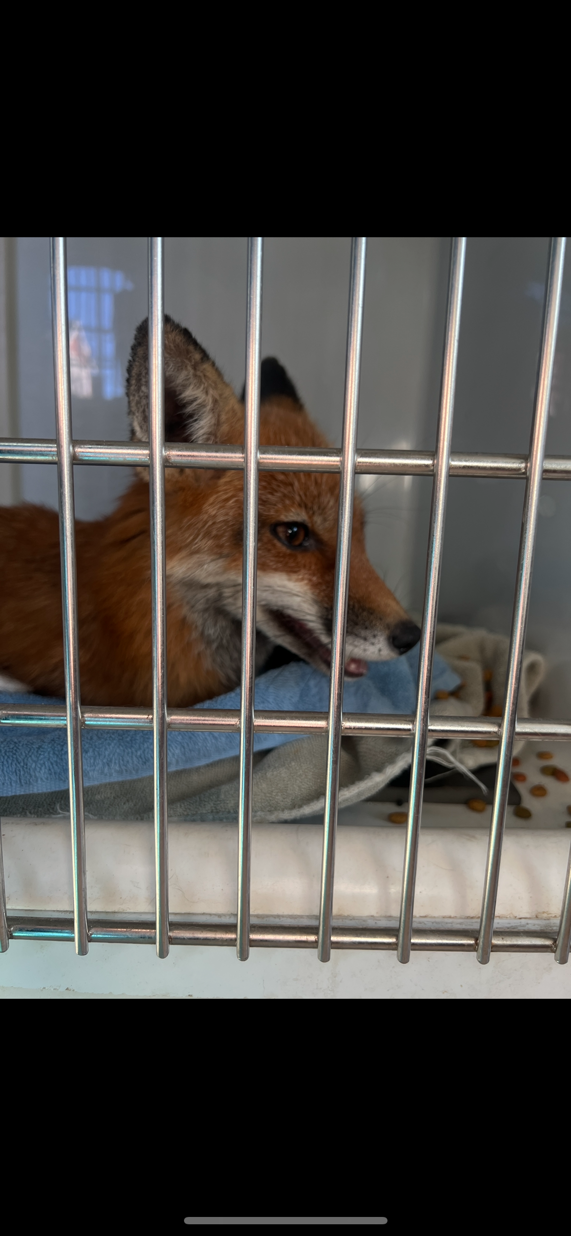 Help Restore Staten Island's Mobile Vet Clinic After Fire campaign photo, 6 of 8