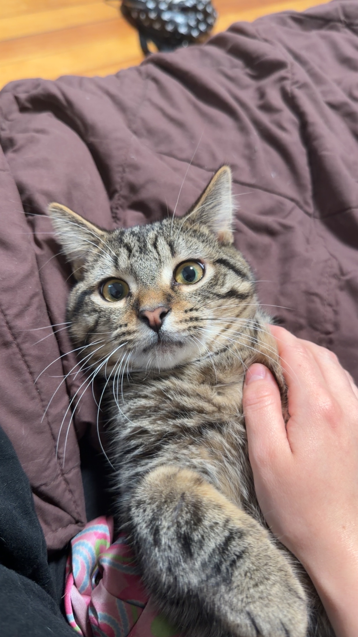 Help Brook Save Spade from Urinary Blockage campaign photo, 4 of 5