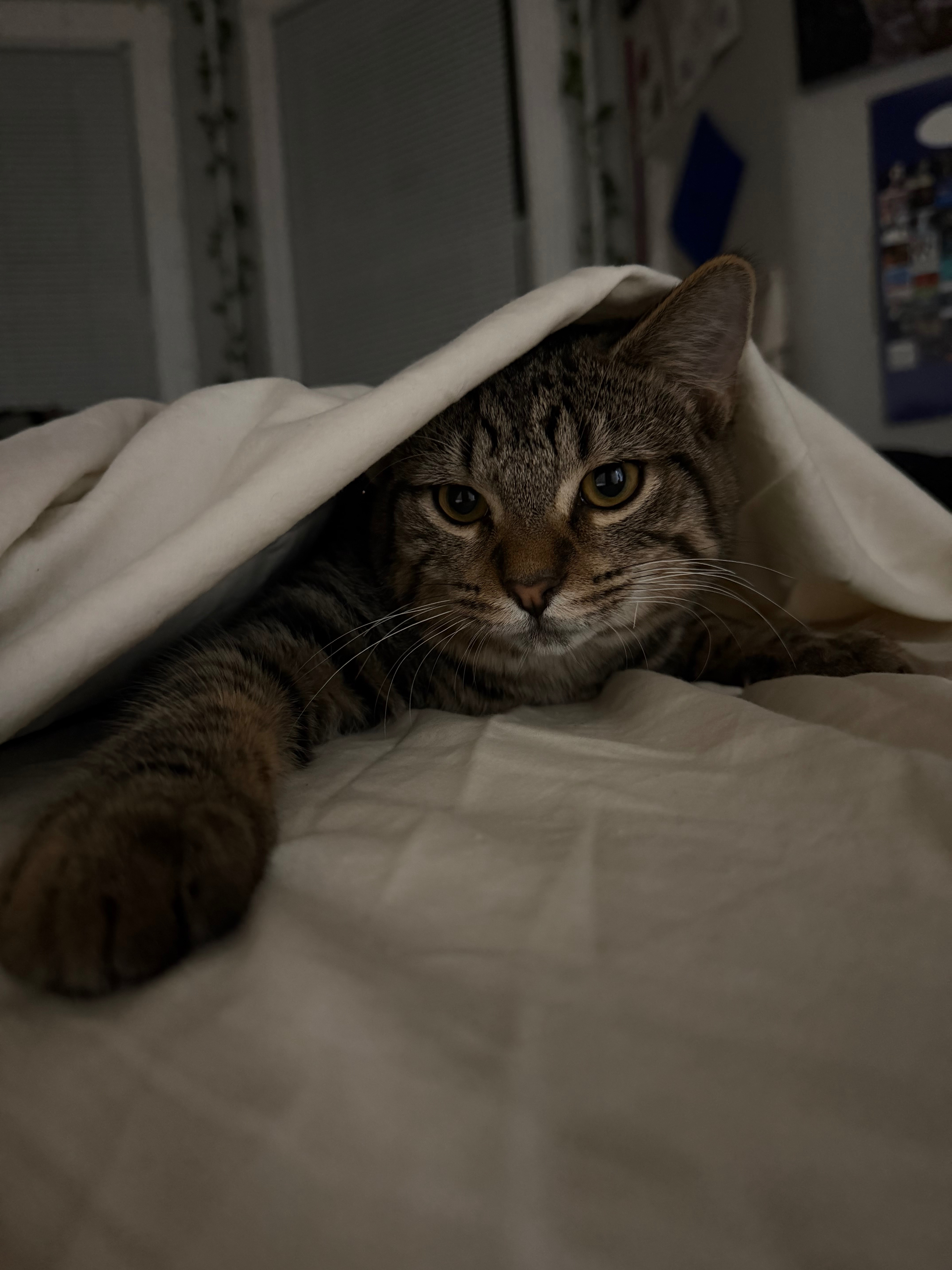 Help Brook Save Spade from Urinary Blockage campaign photo, 2 of 5