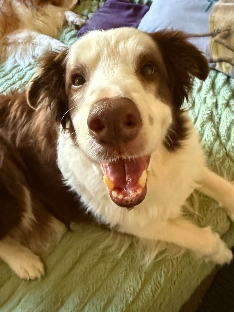 Please help me get Hagrid a CT scan that Could Save His Life campaign photo, 7 of 8