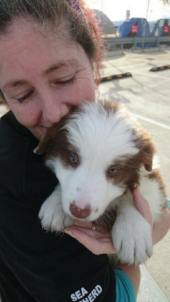 Please help me get Hagrid a CT scan that Could Save His Life campaign photo, 2 of 8