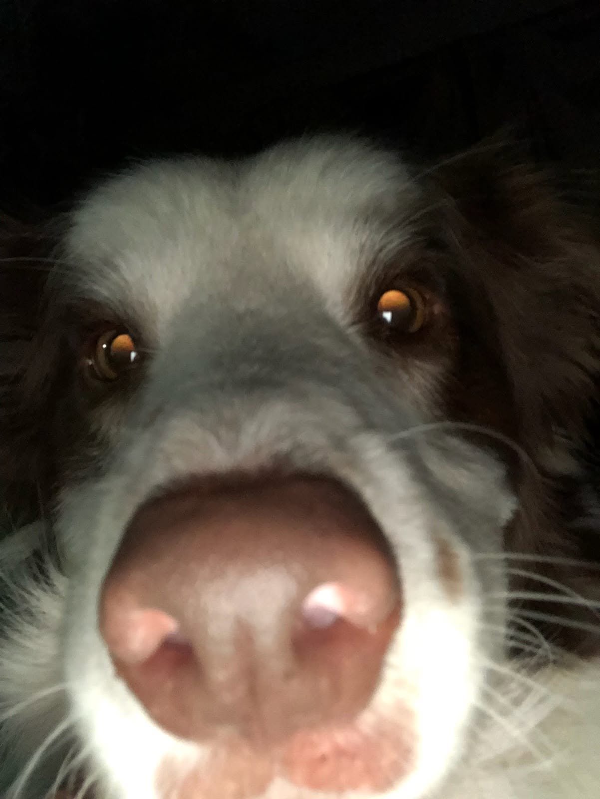 Please help me get Hagrid a CT scan that Could Save His Life campaign photo, 4 of 8
