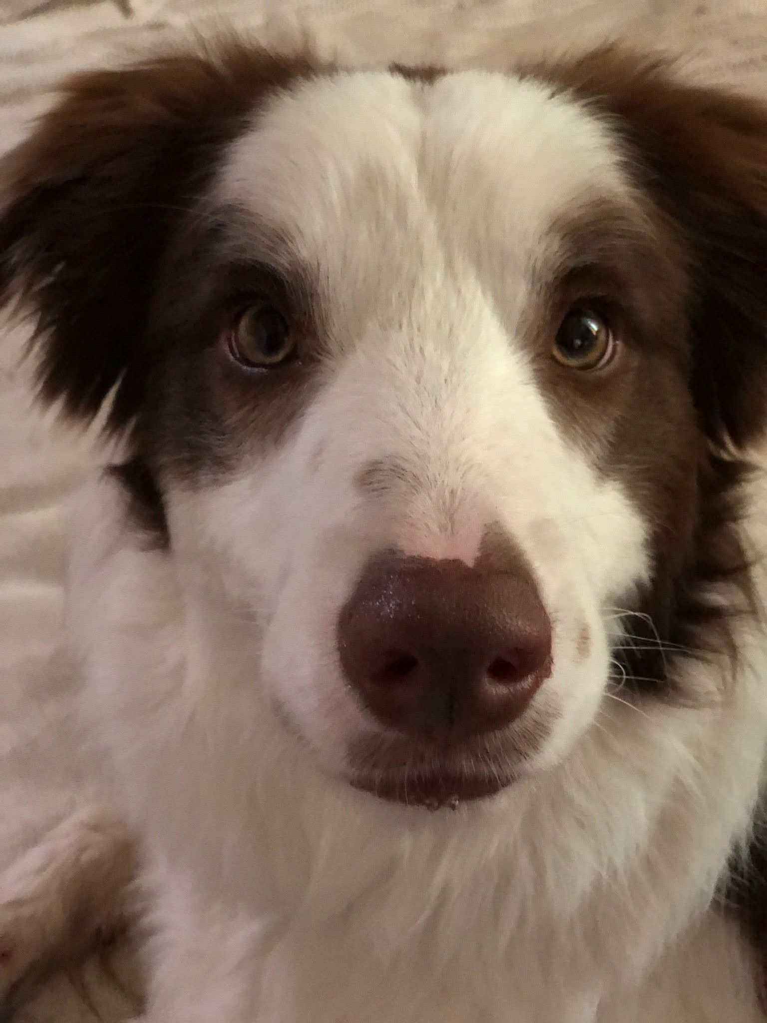 Please help me get Hagrid a CT scan that Could Save His Life campaign photo, 5 of 8