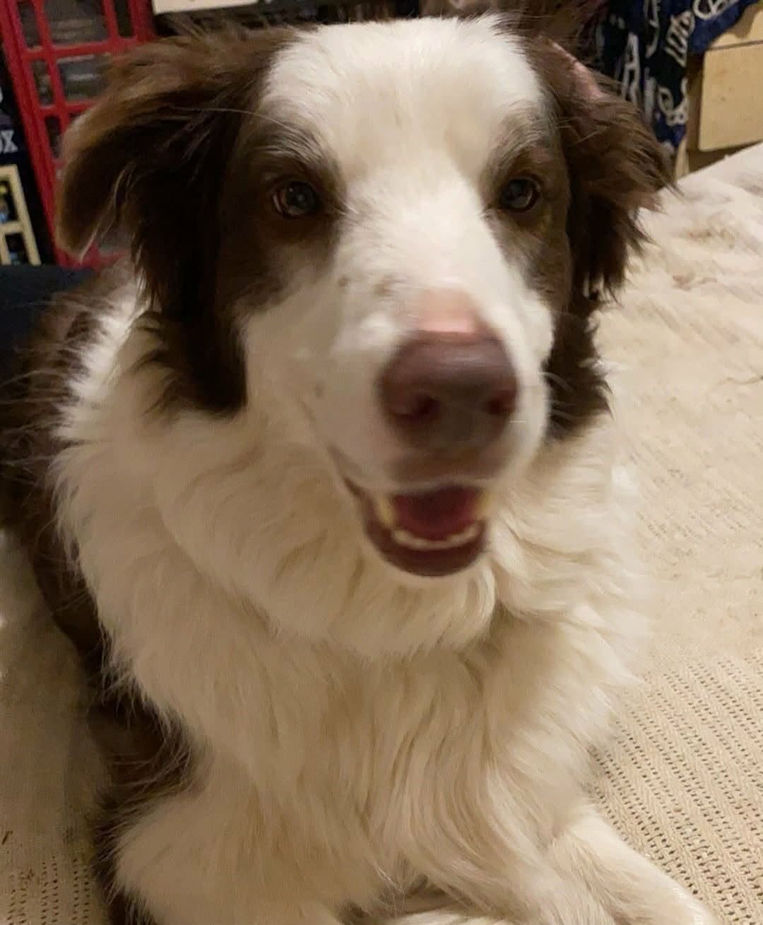 Please help me get Hagrid a CT scan that Could Save His Life campaign photo, 6 of 8