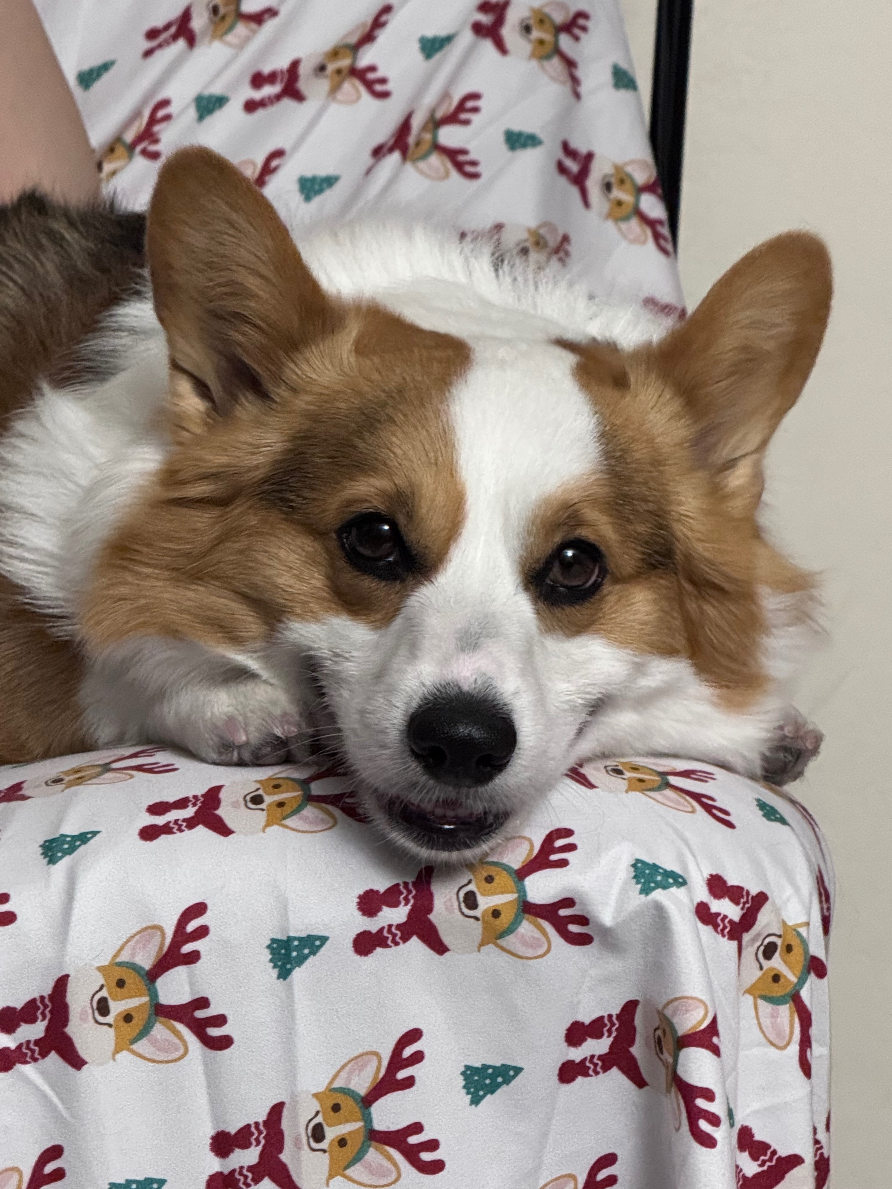 Help Brownie Heal After Dental Surgery campaign photo, 2 of 5