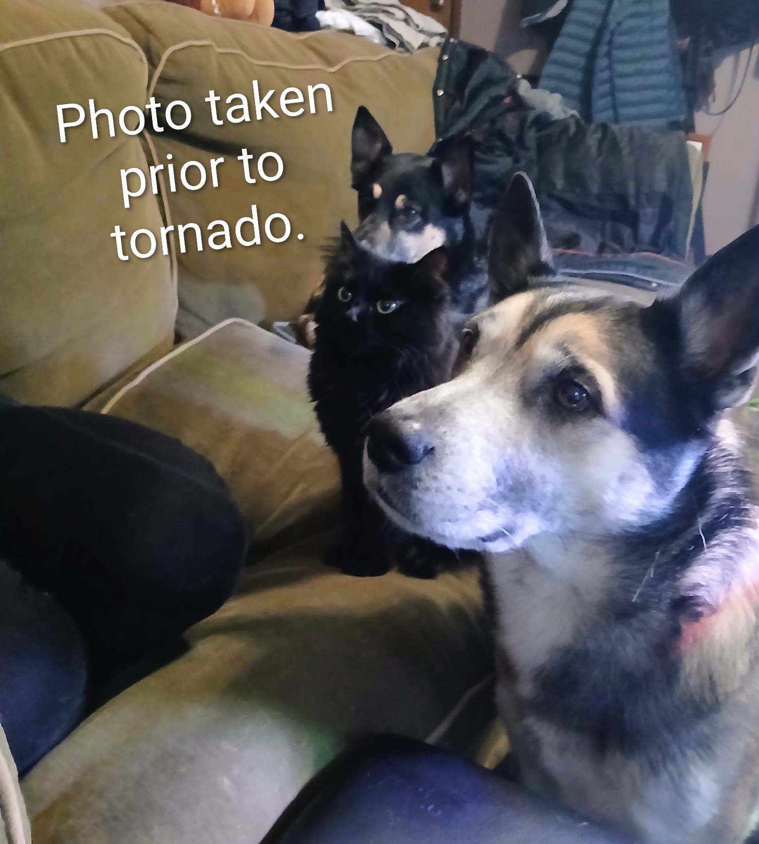 Tornado Disaster Relief Fund for Family of Four and 3 Pets campaign photo, 4 of 9
